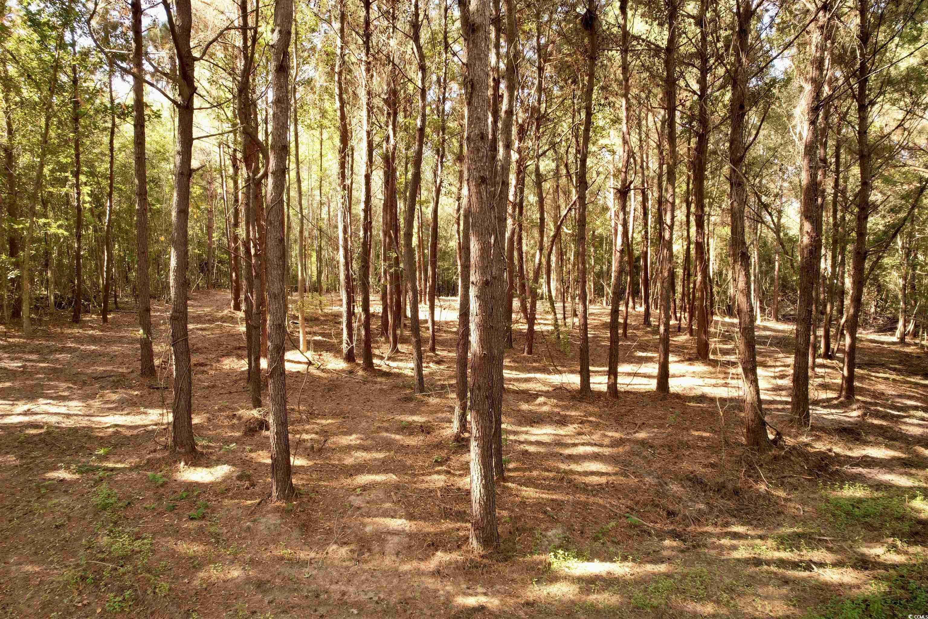 2524288 | Photo 2