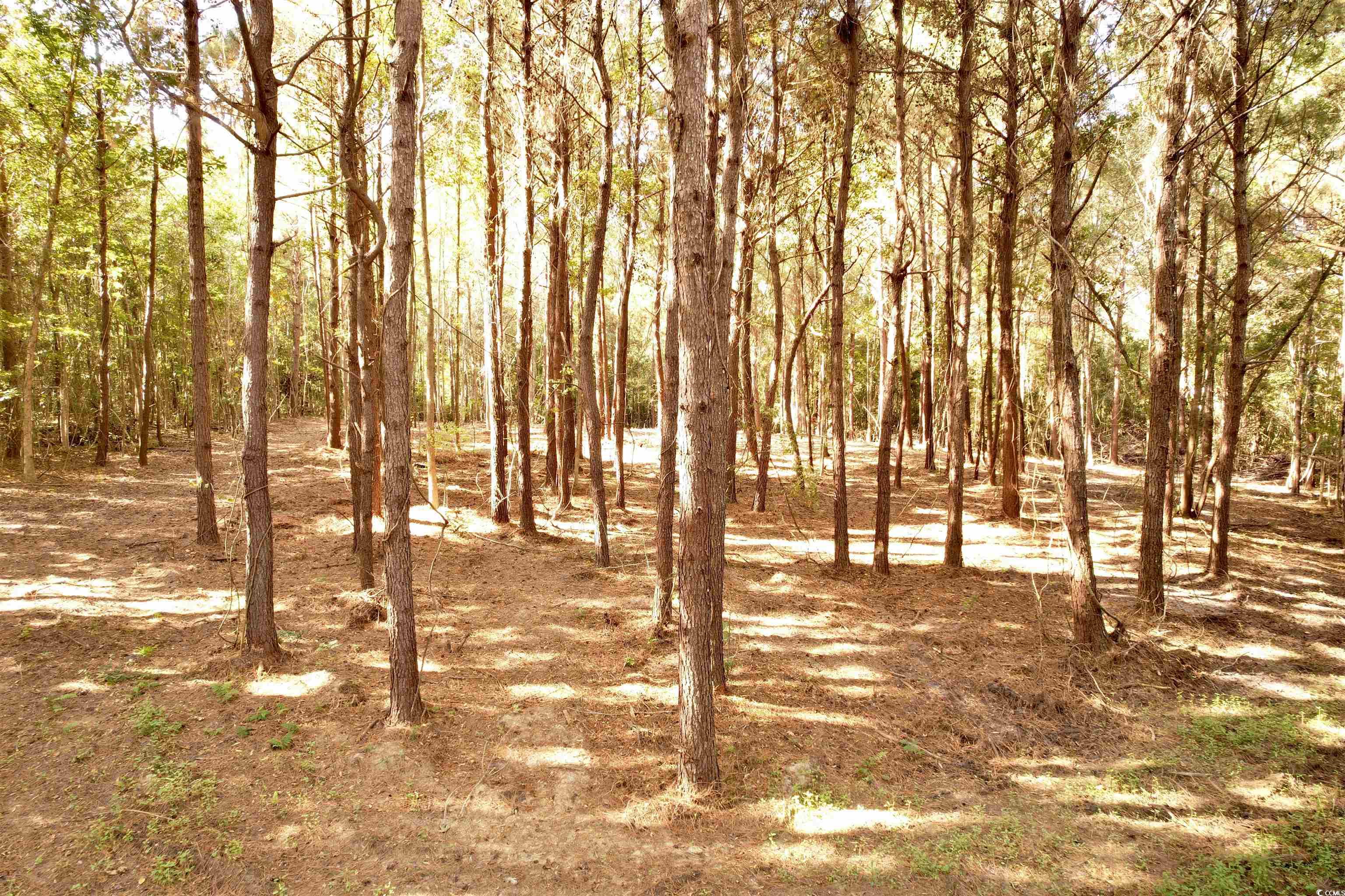 2524288 | Photo 3