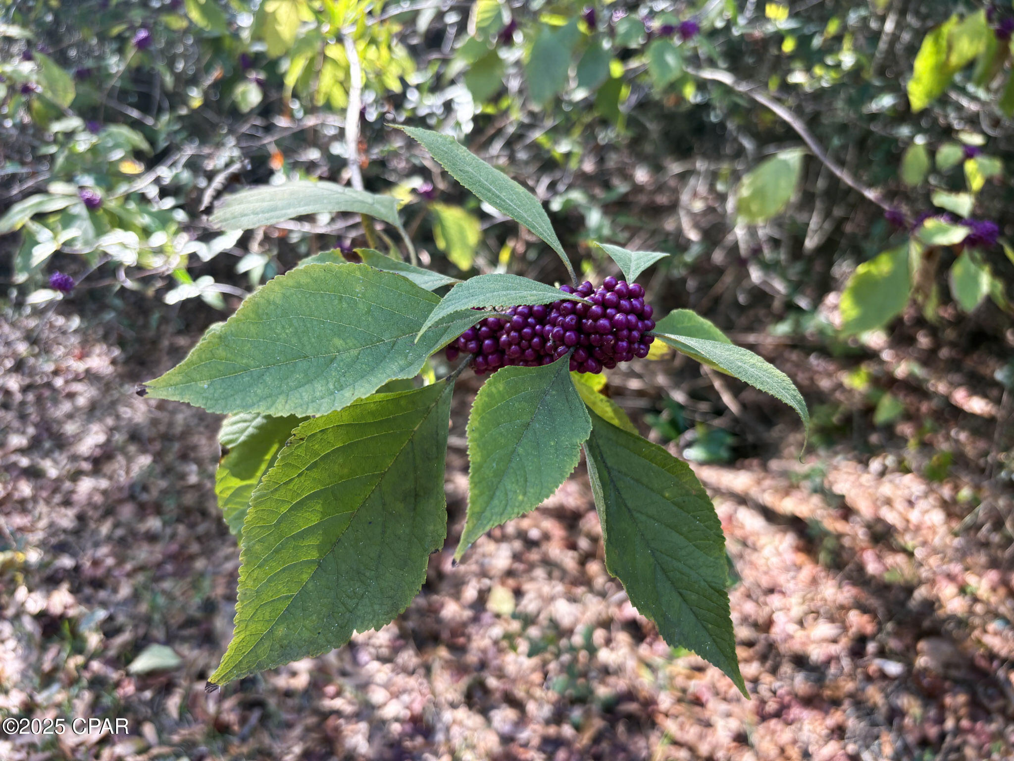 Image 12 For 0000 Amtrex  