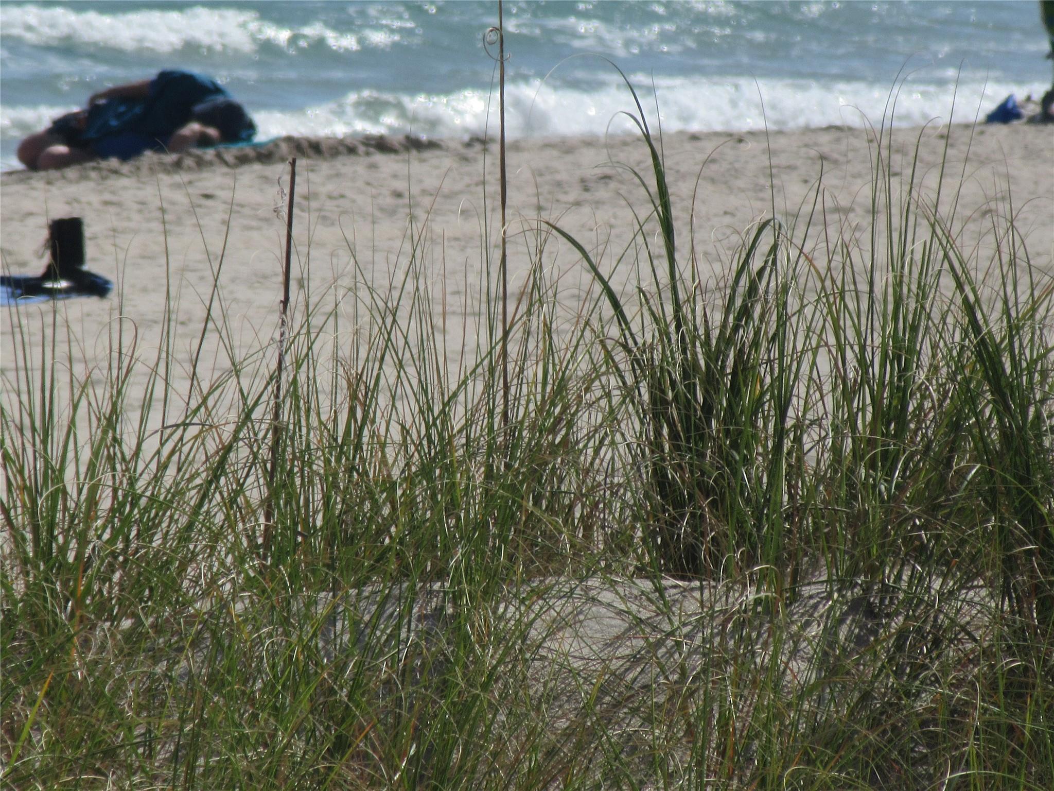 Homes for sale in Lauderdale By The Sea, FL | 4050 N Ocean Dr #207, Lauderdale By The Sea, FL 33308 | MLS# F10530254