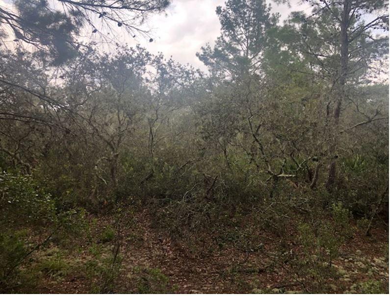 Homes for sale in Lake Wales, FL | 0 Alturas Babson Park Cutoff Rd, Lake Wales, FL 33859 | MLS# F10530325