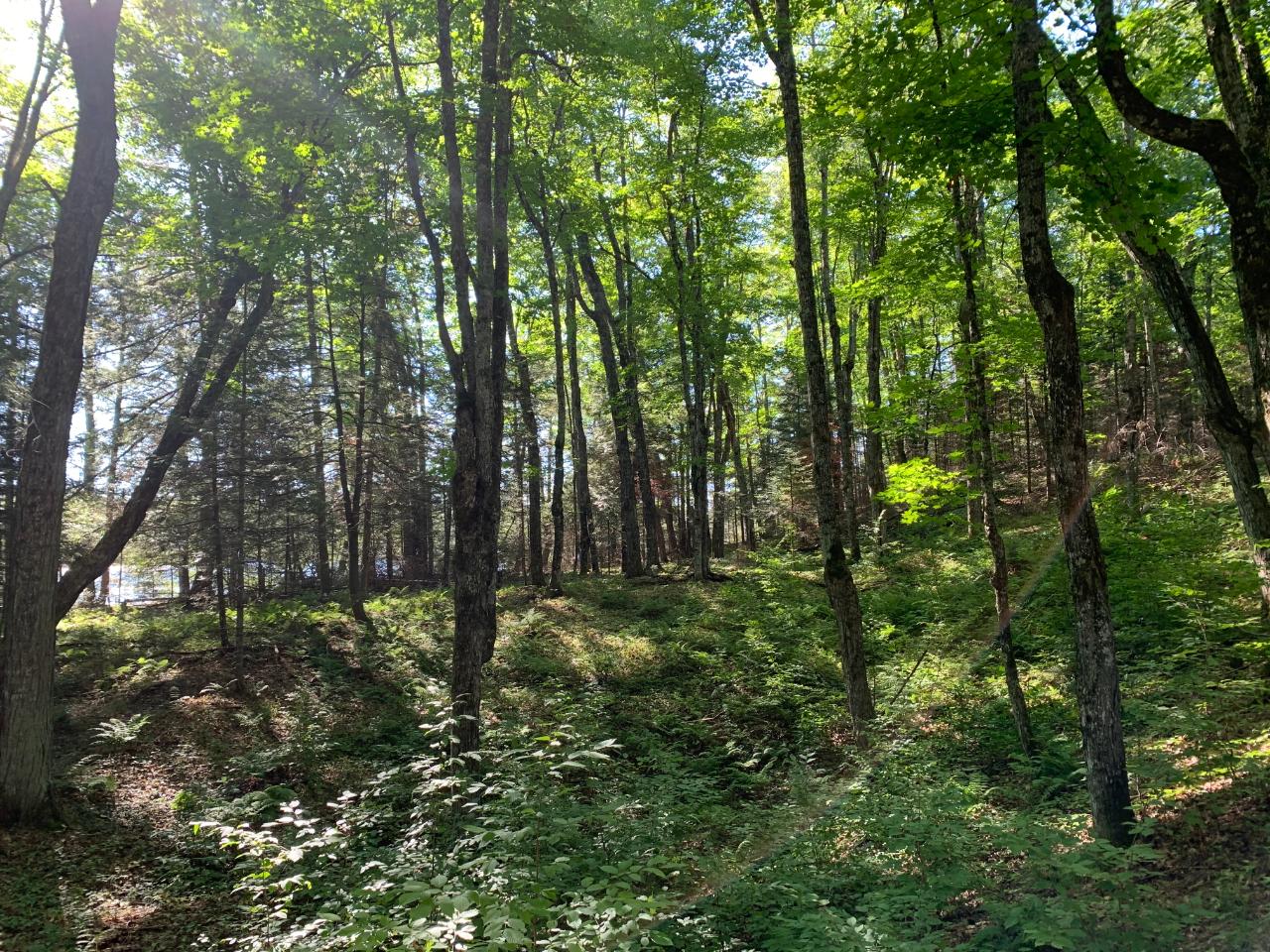 Landing Lake Property Off Of Knuth Ln Photo 14
