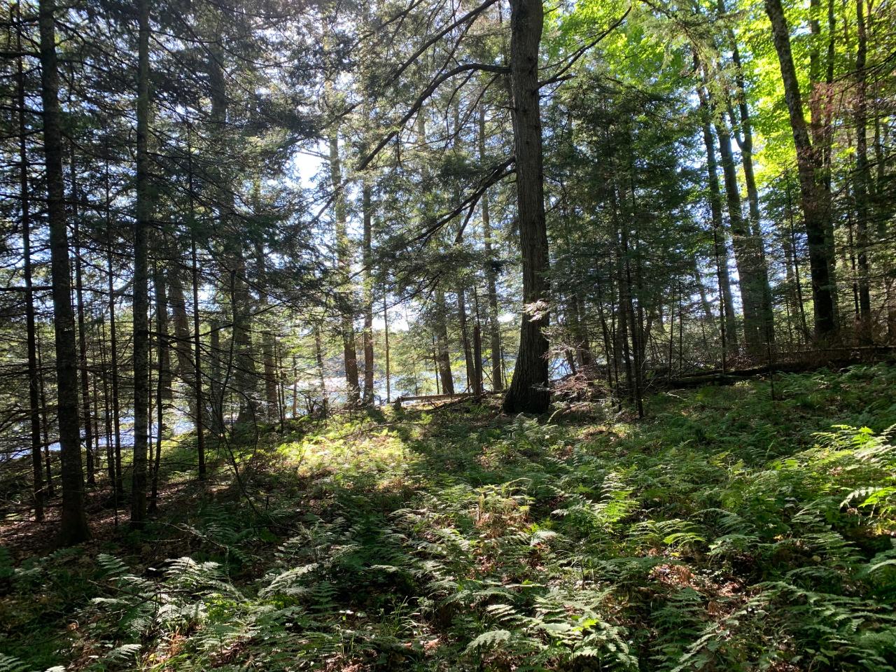 Landing Lake Property Off Of Knuth Ln Photo 17