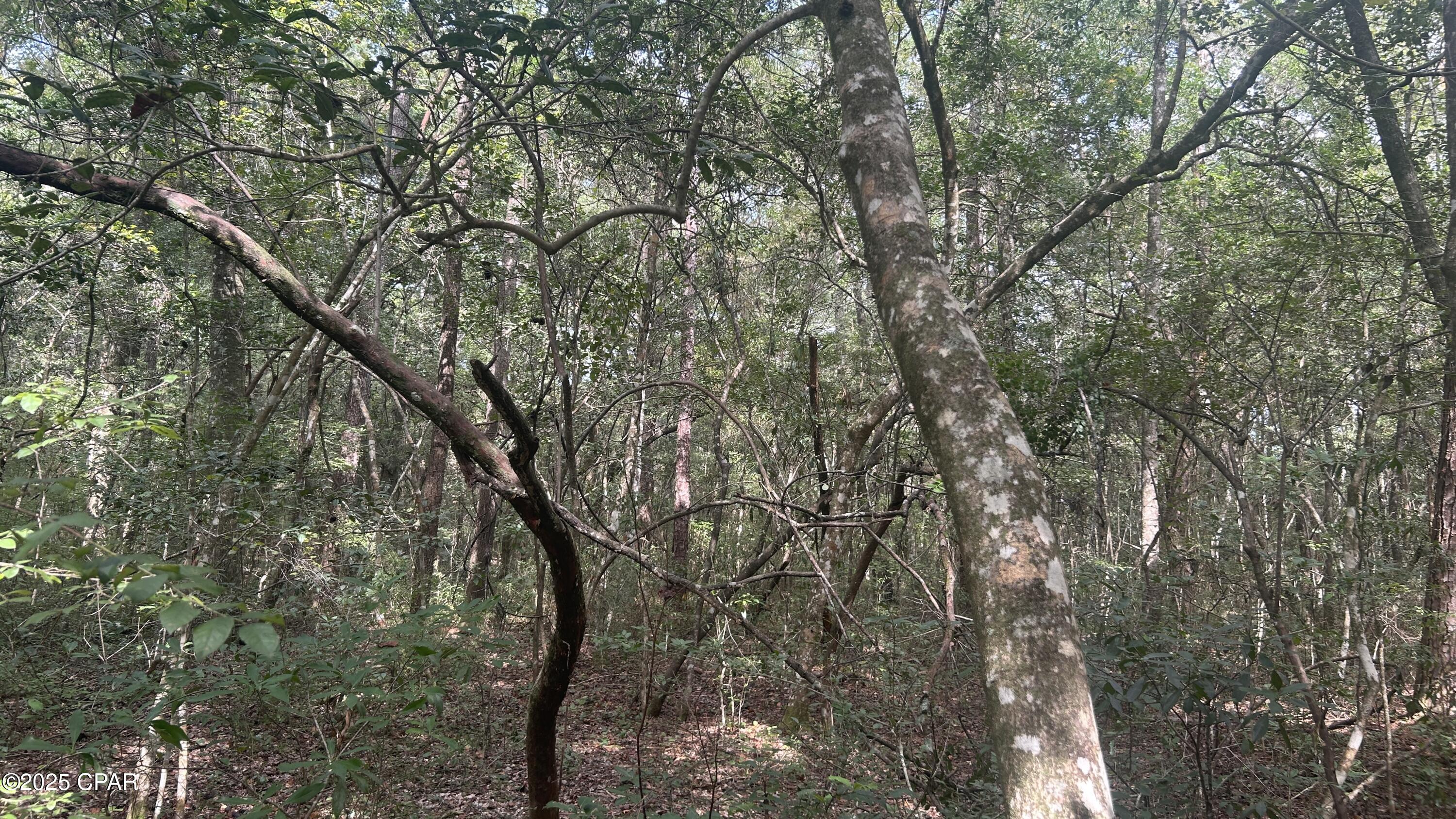 Image 11 For 0 Strickland Road