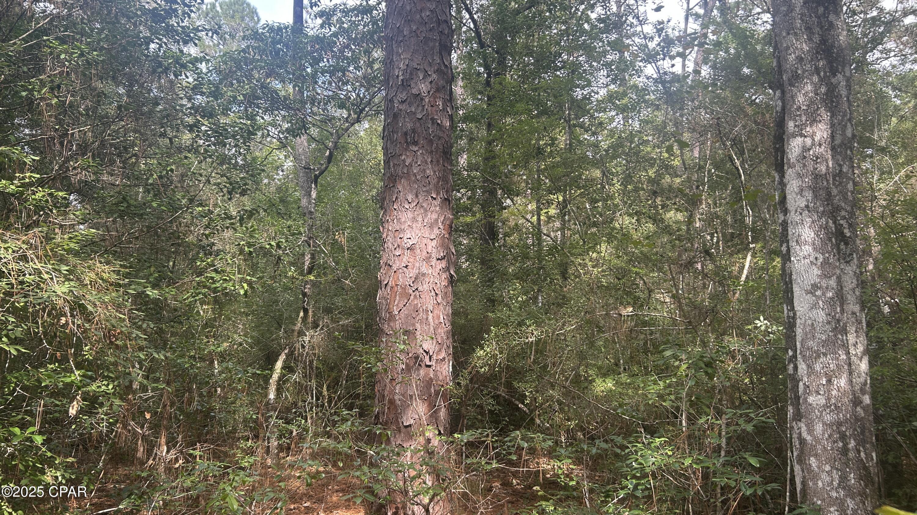 Image 6 For 0 Strickland Road