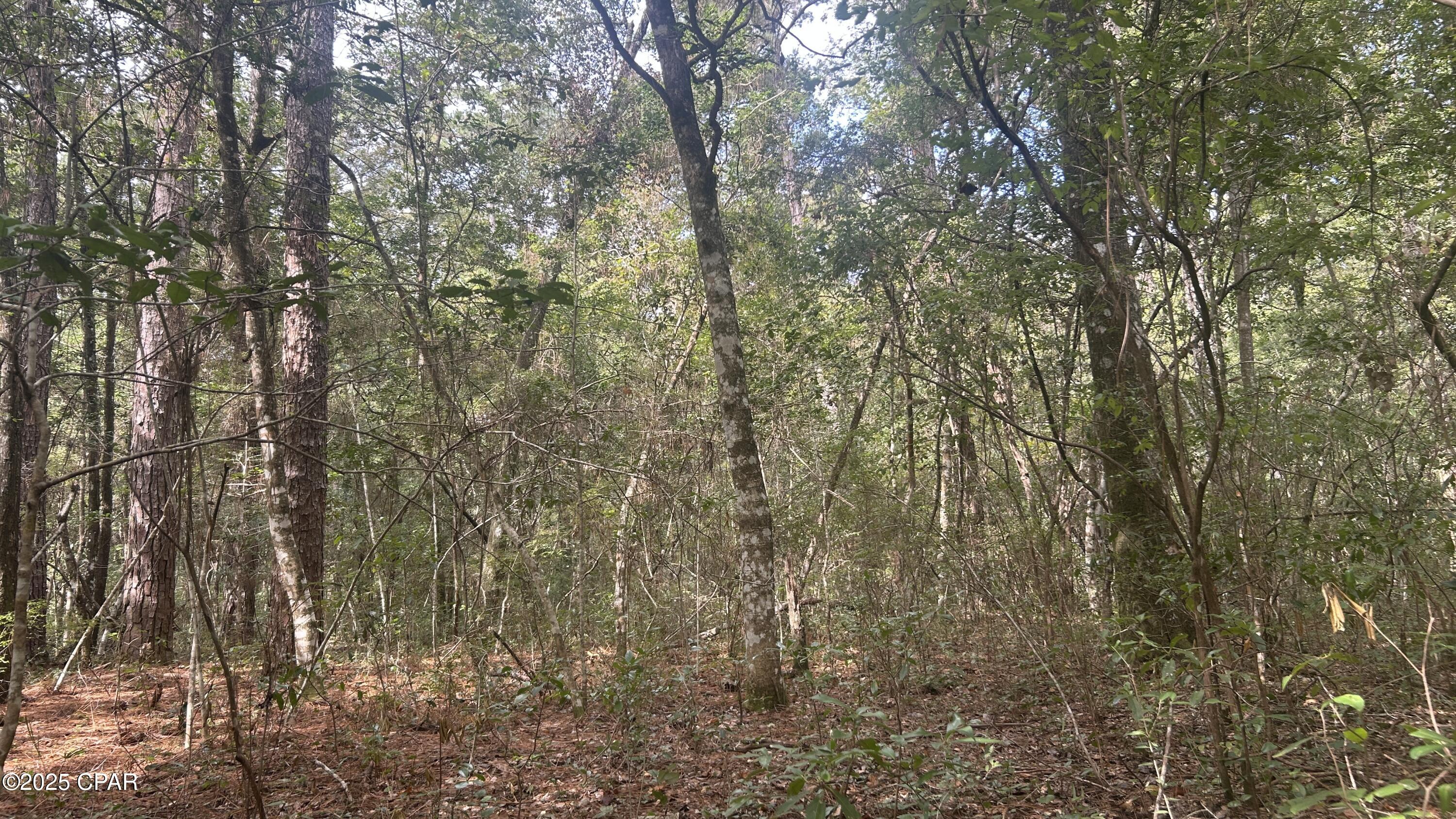 Image 8 For 0 Strickland Road