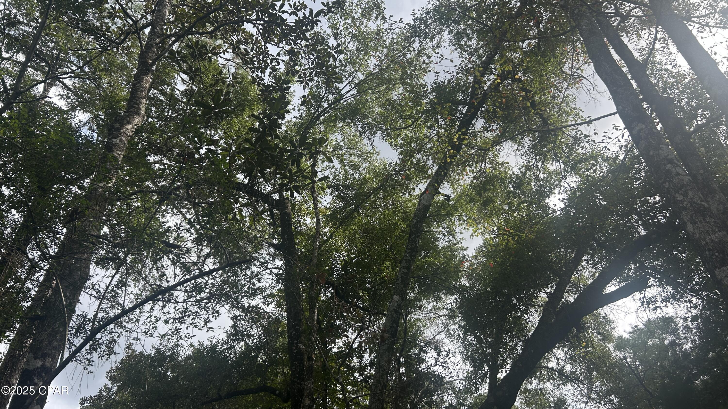 Image 9 For 0 Strickland Road