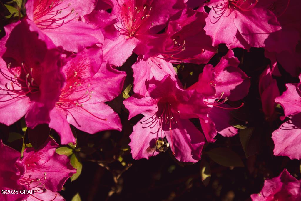 Image 28 For 6641 Cedar Street