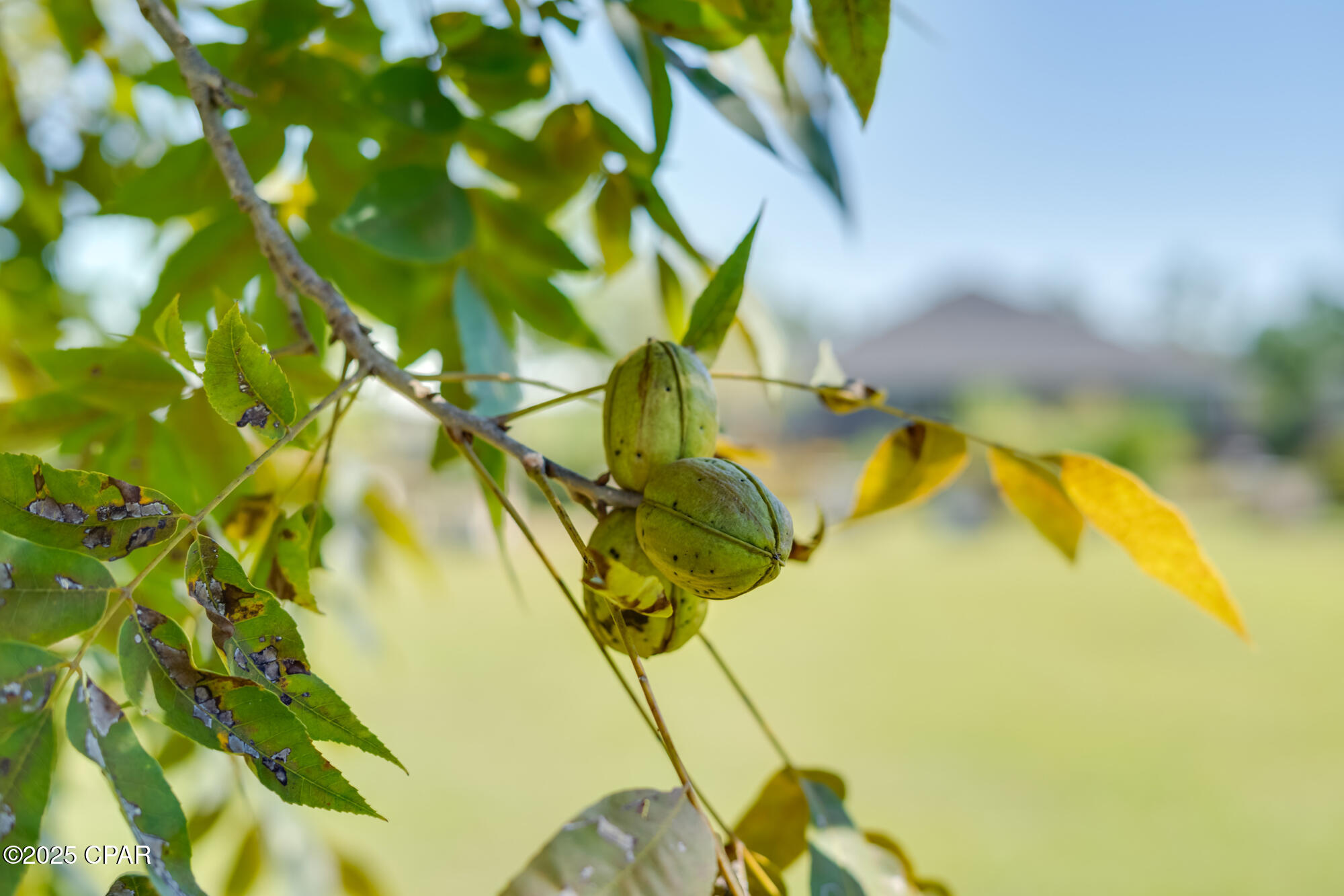 Image 60 For 4738 Cherokee Heights Road