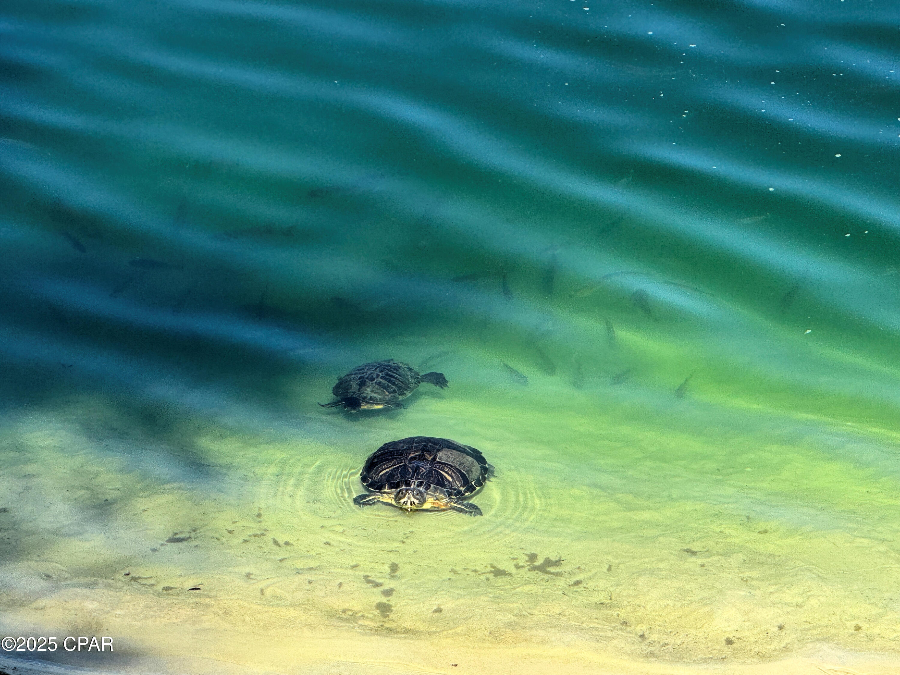 Image 4 For 520 Richard Jackson Boulevard 1005