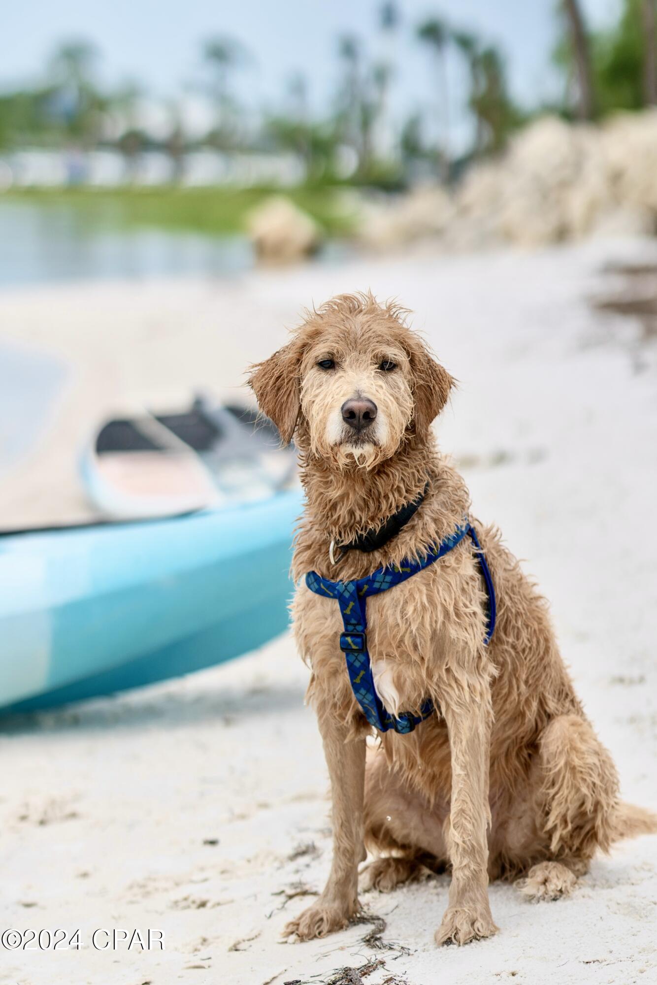 Image 46 For 264 Mosaic Drive 66