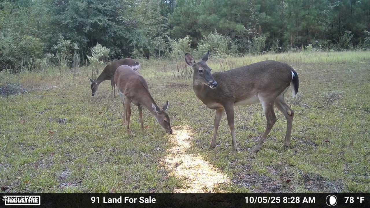 Image 26 For 0 Brushey Pond Road