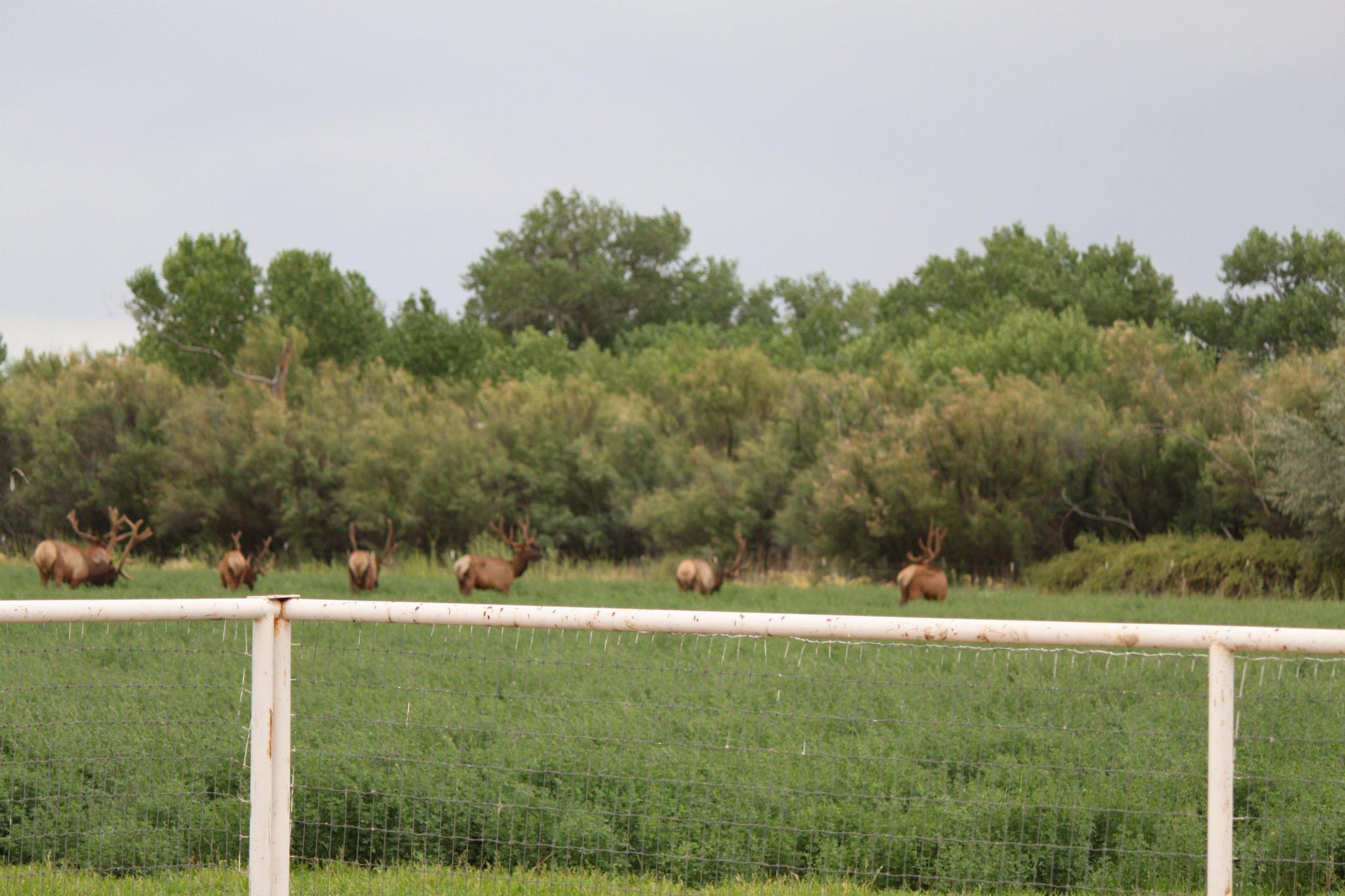 Homes for sale in Bosque, NM | 22 Paizalas Dr, Bosque, NM 87006 | MLS# 1093689