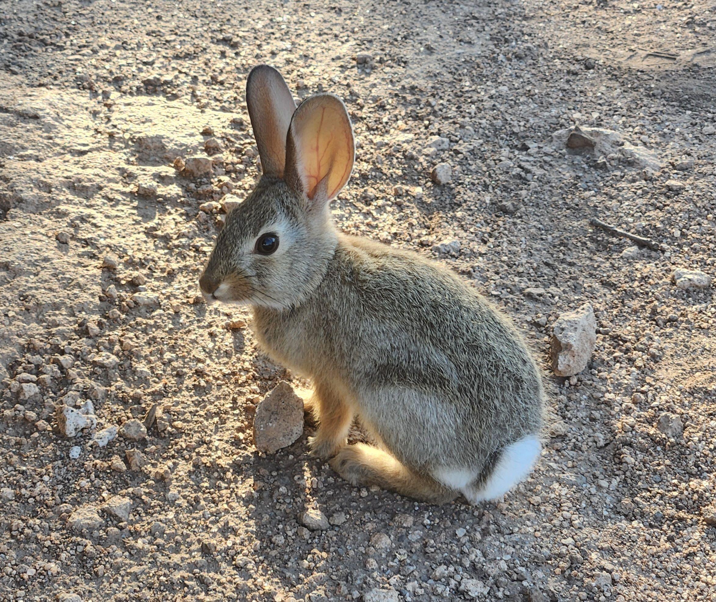 Homes for sale in Datil, NM | 41 Agua Fria Trl, Datil, NM 87821 | MLS# 1093842