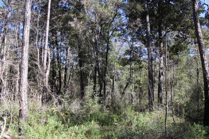 Homes for sale in Pearlington, MS | Old Gainsville - Pearlington Rd, Pearlington, MS 39572 | MLS# 2529540