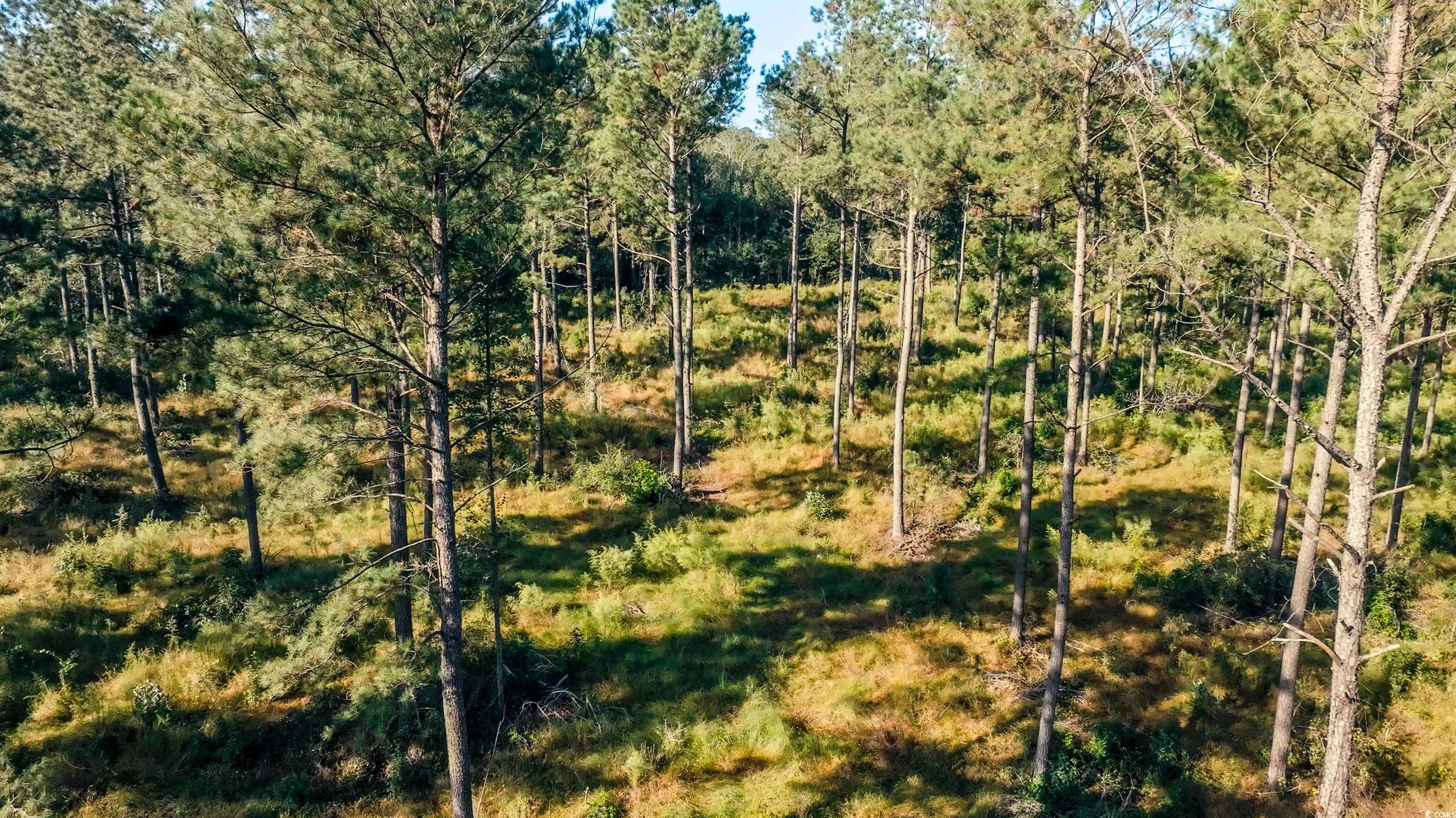 TBD Terrell's Bay Rd. Centenary, SC 29519