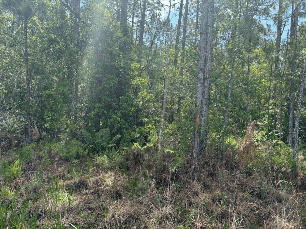 Homes for sale in St Cloud, FL | 0 Holopaw Groves Rd, St Cloud, FL 34772 | MLS# F10536884