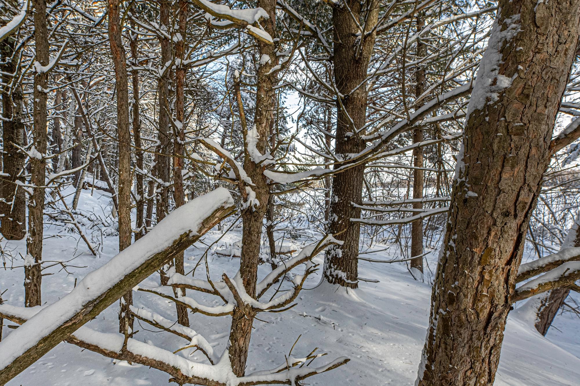 Undocumented Lake Property Off Hwy 45 Photo 3