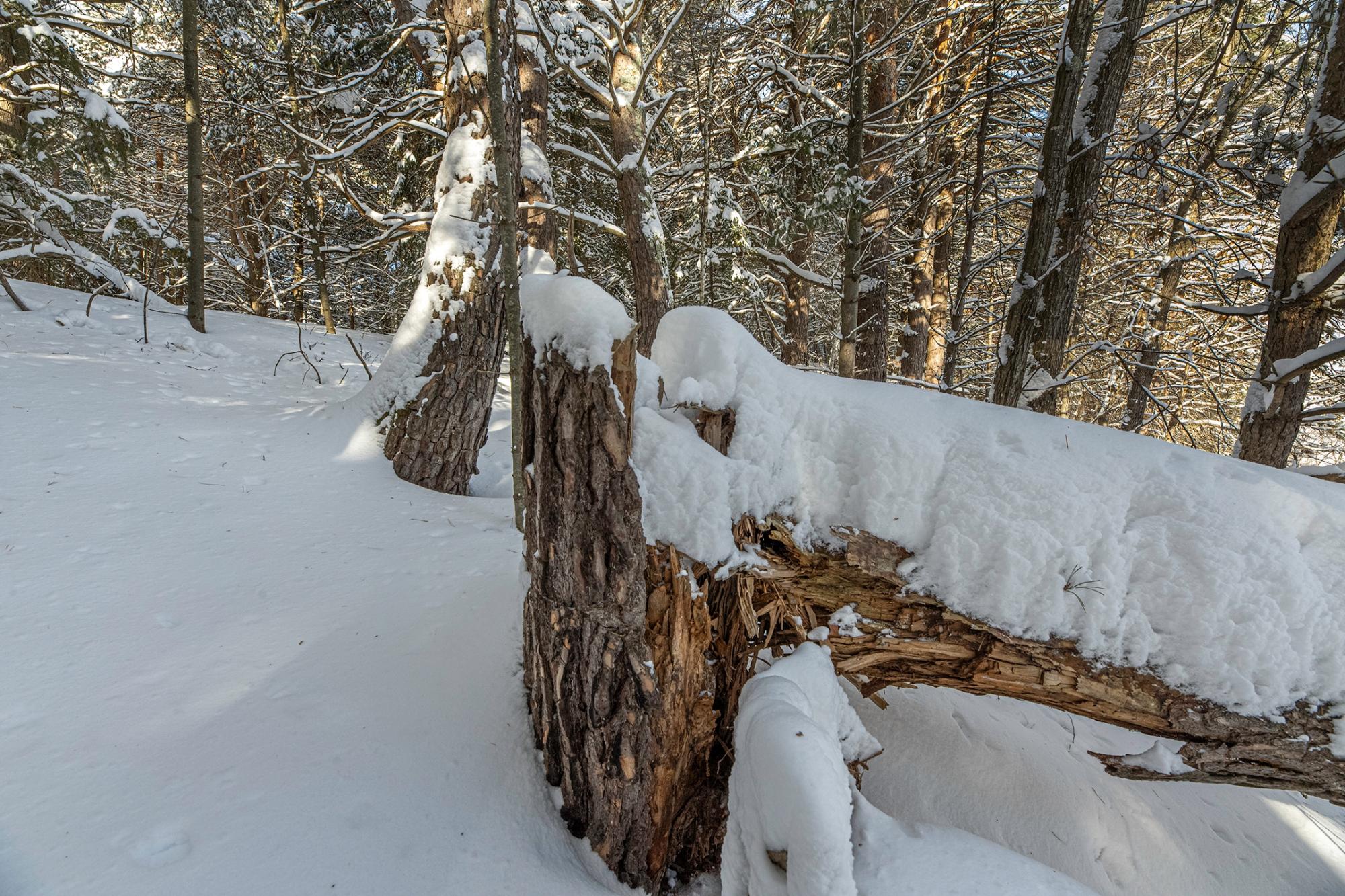 Undocumented Lake Property Off Hwy 45 Photo 6