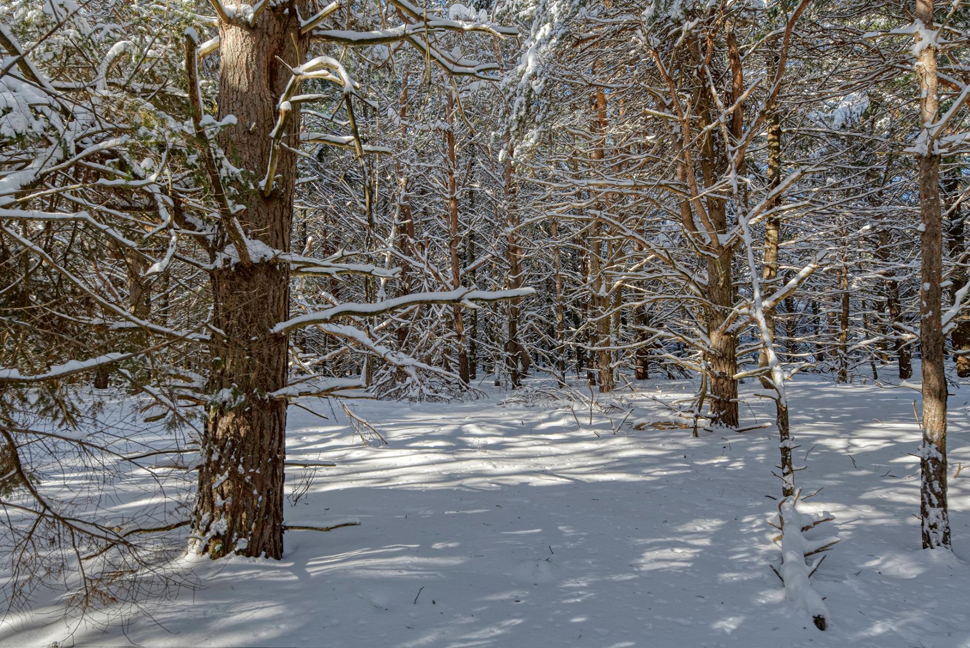 Undocumented Lake Property Off Hwy 45 Photo 9