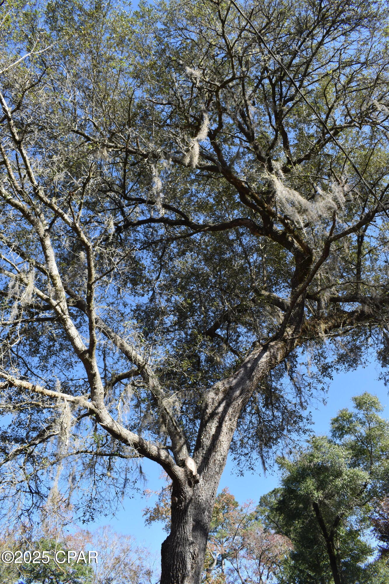 Image 26 For 2461 Angelena Court