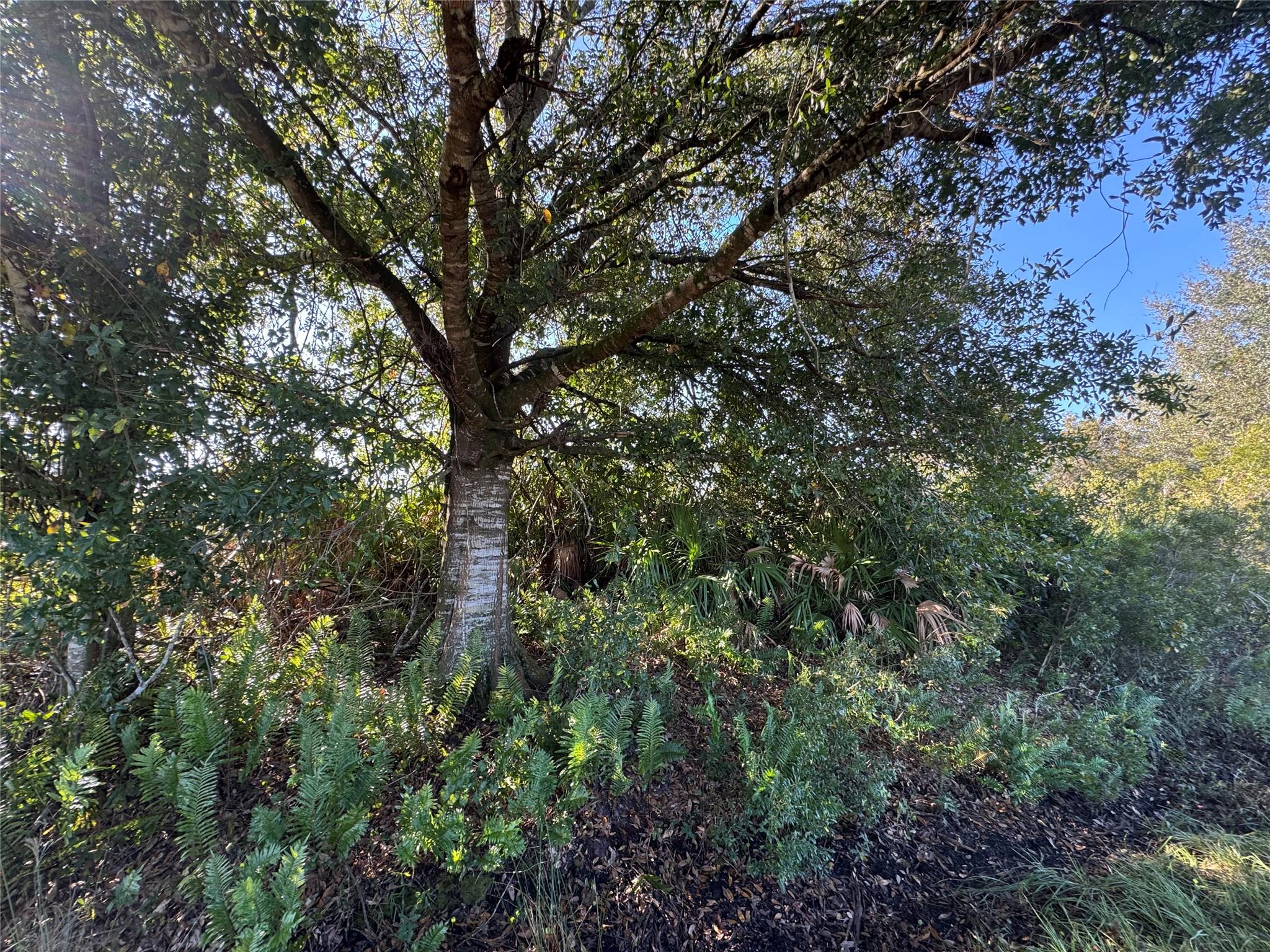 Southern Colonization