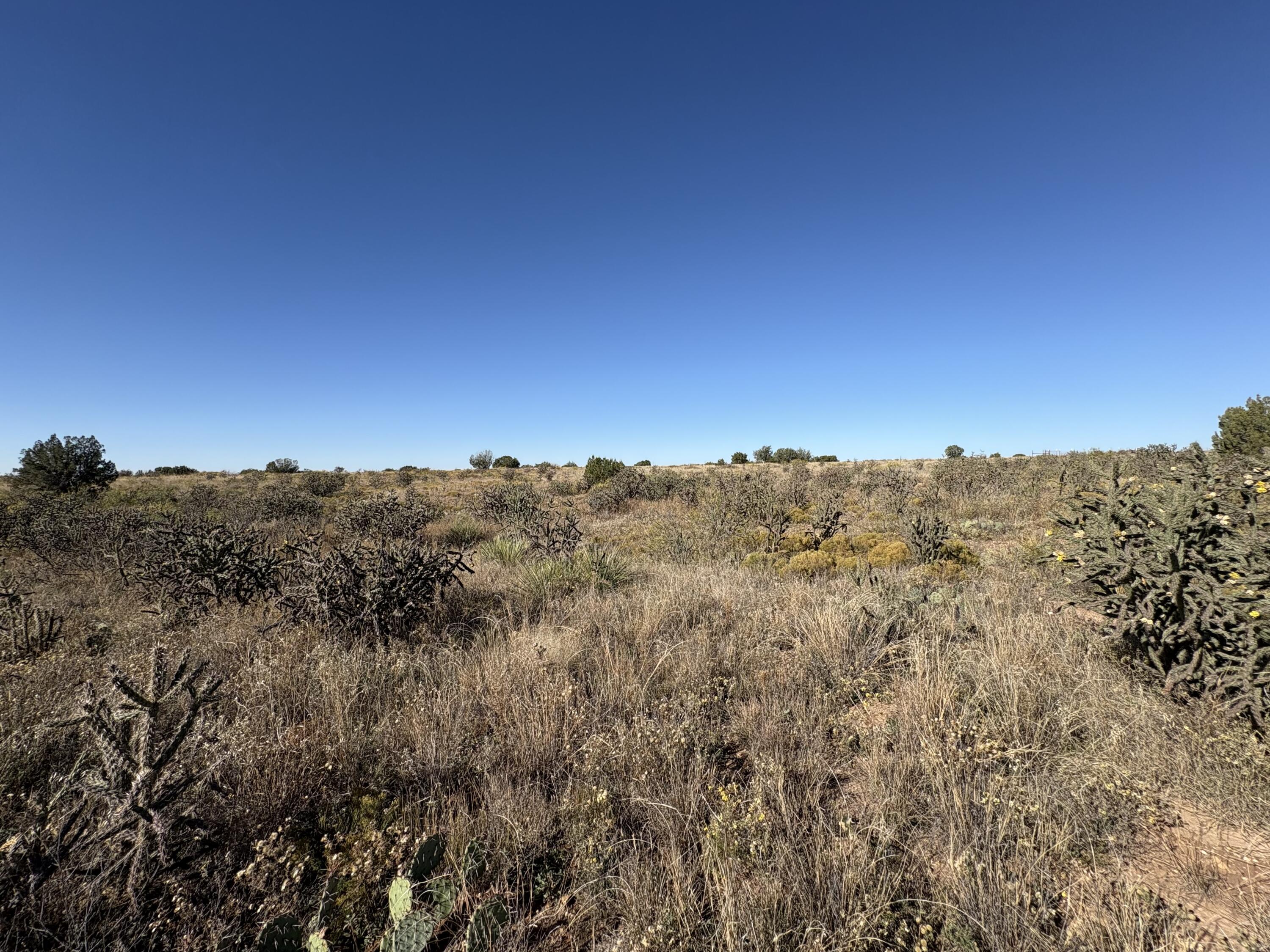 Photo 16 — Lot 10 Quail