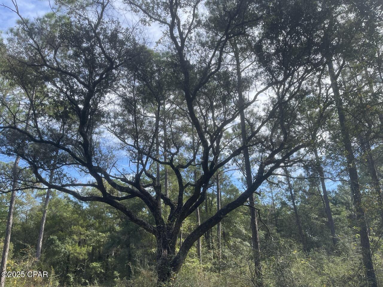 Image 10 For 0000 Garcon Street