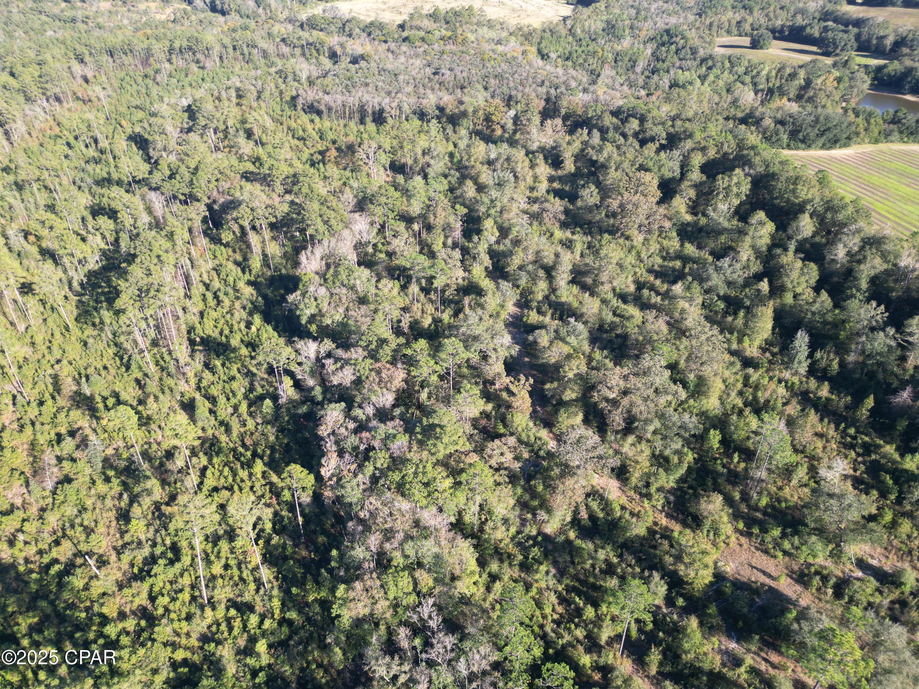 Listing photo id 5 for 0000 Arrant Road