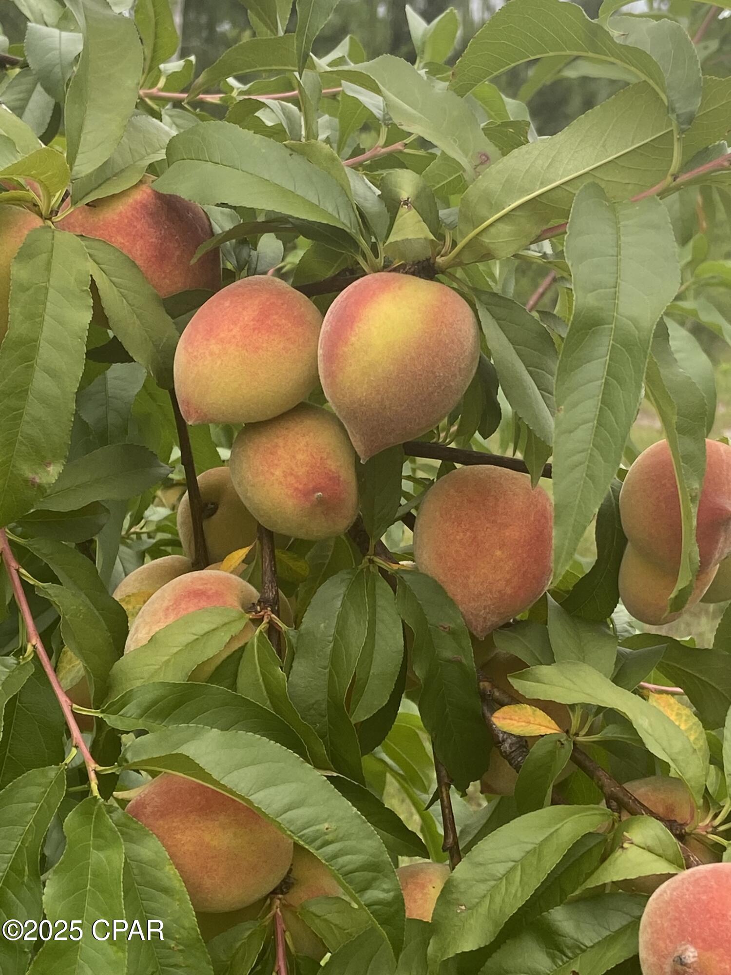 Image 45 For 140 Elm Way 