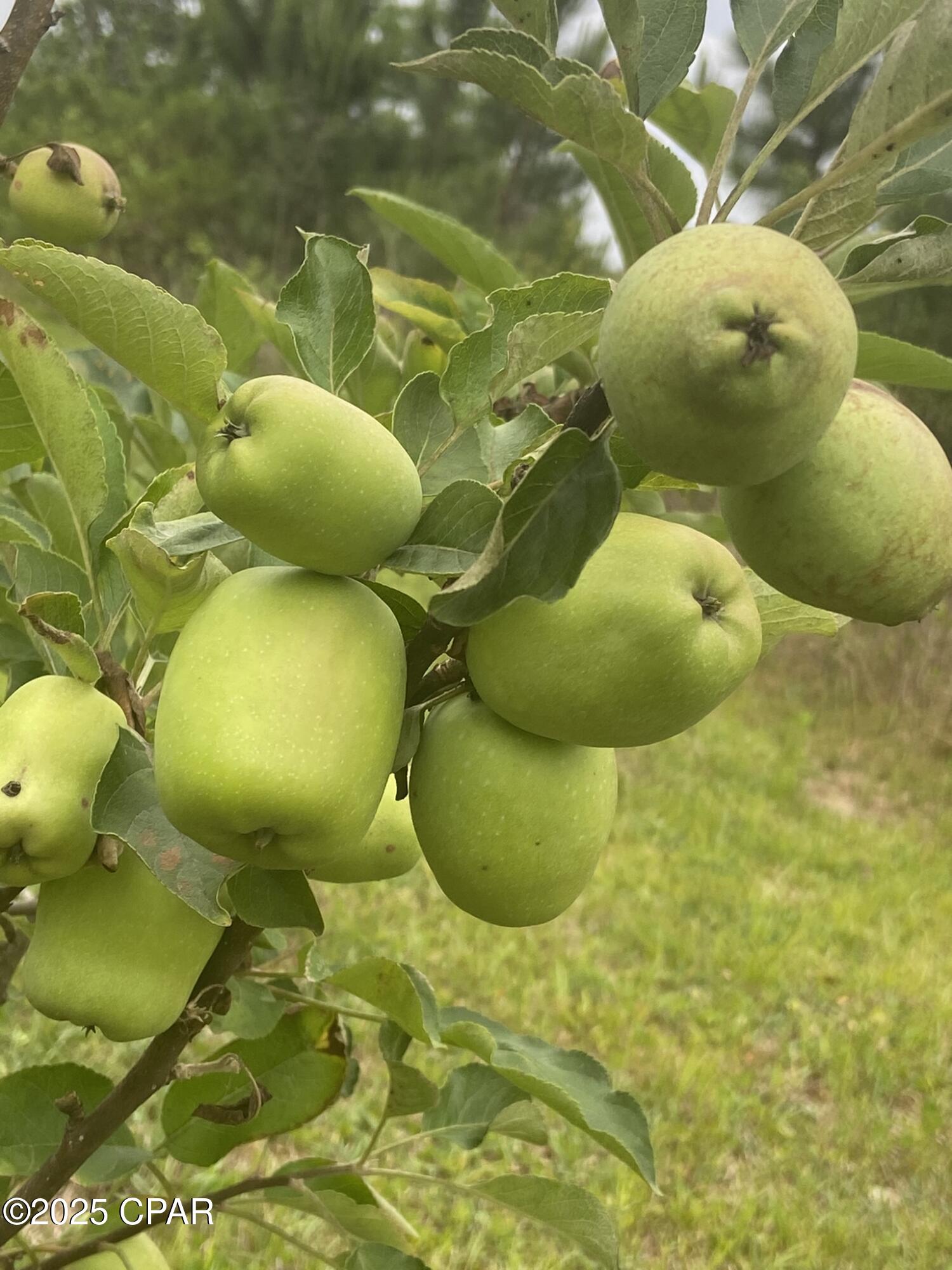 Image 46 For 140 Elm Way 