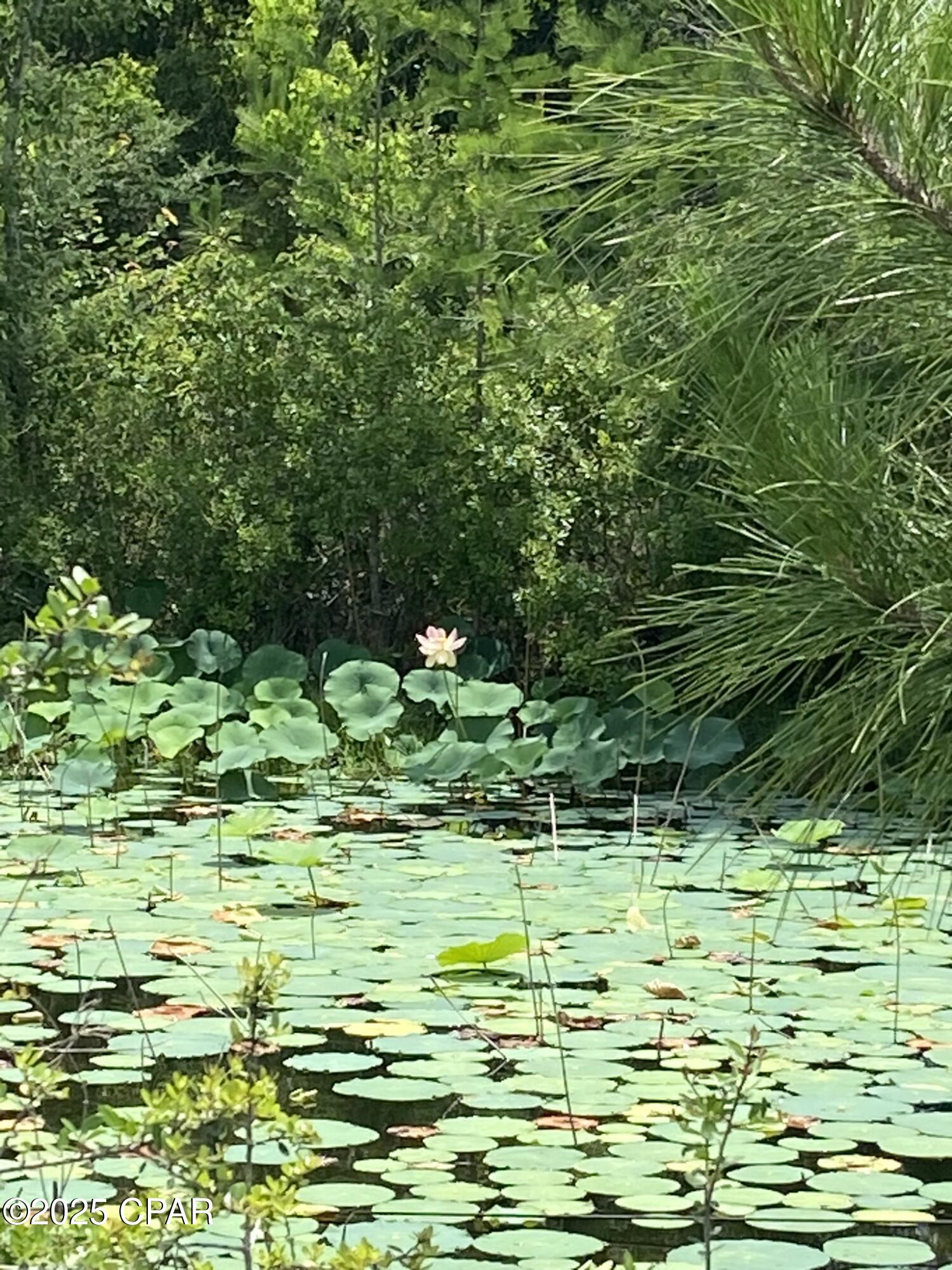 Image 48 For 140 Elm Way 