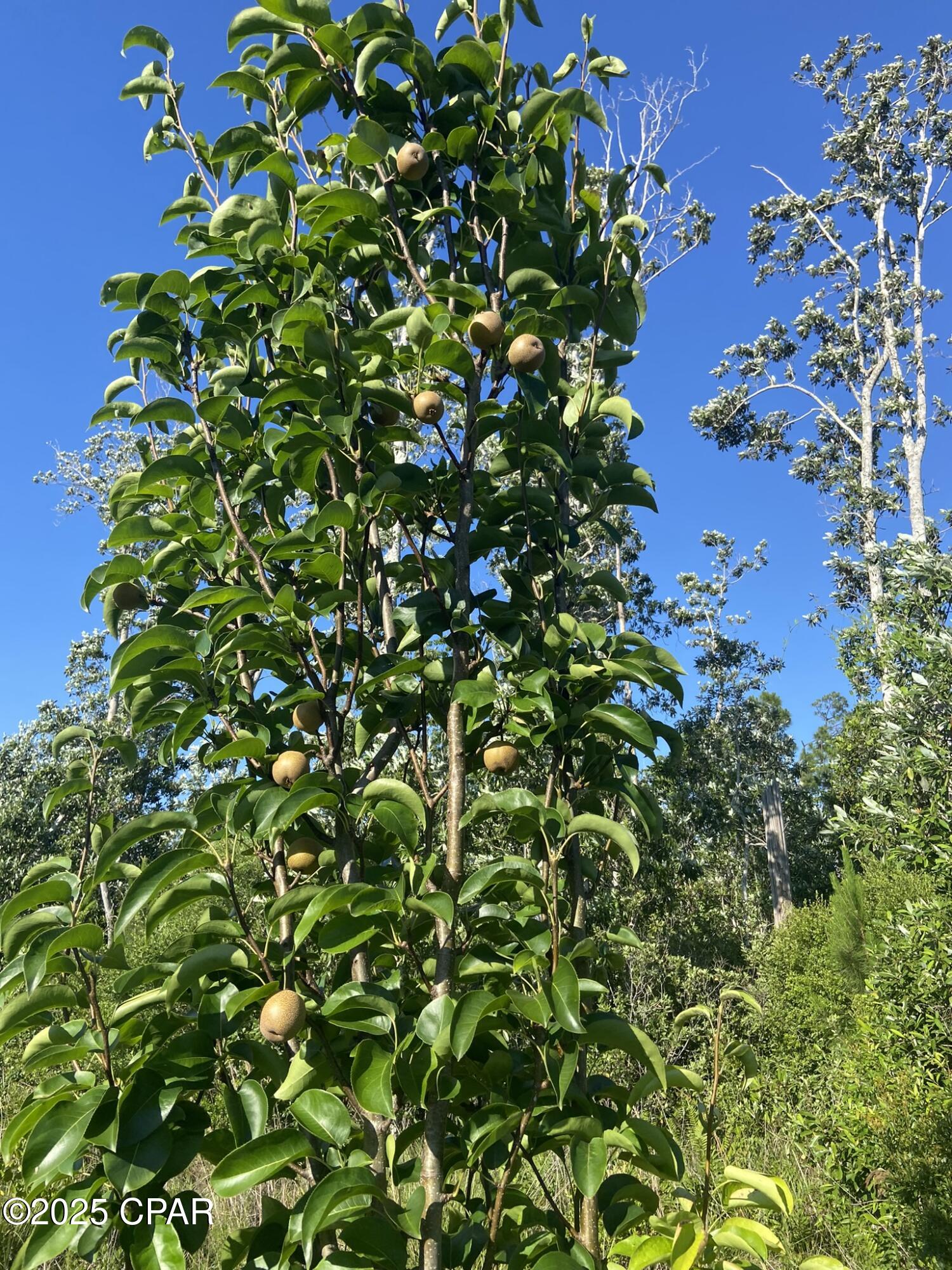 Image 49 For 140 Elm Way 