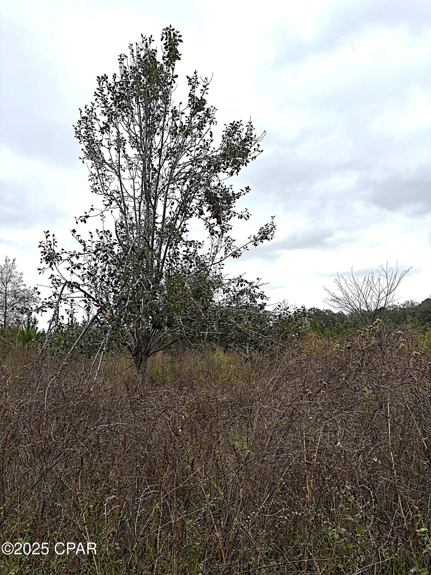 Image 16 For Tbd North Golden Road