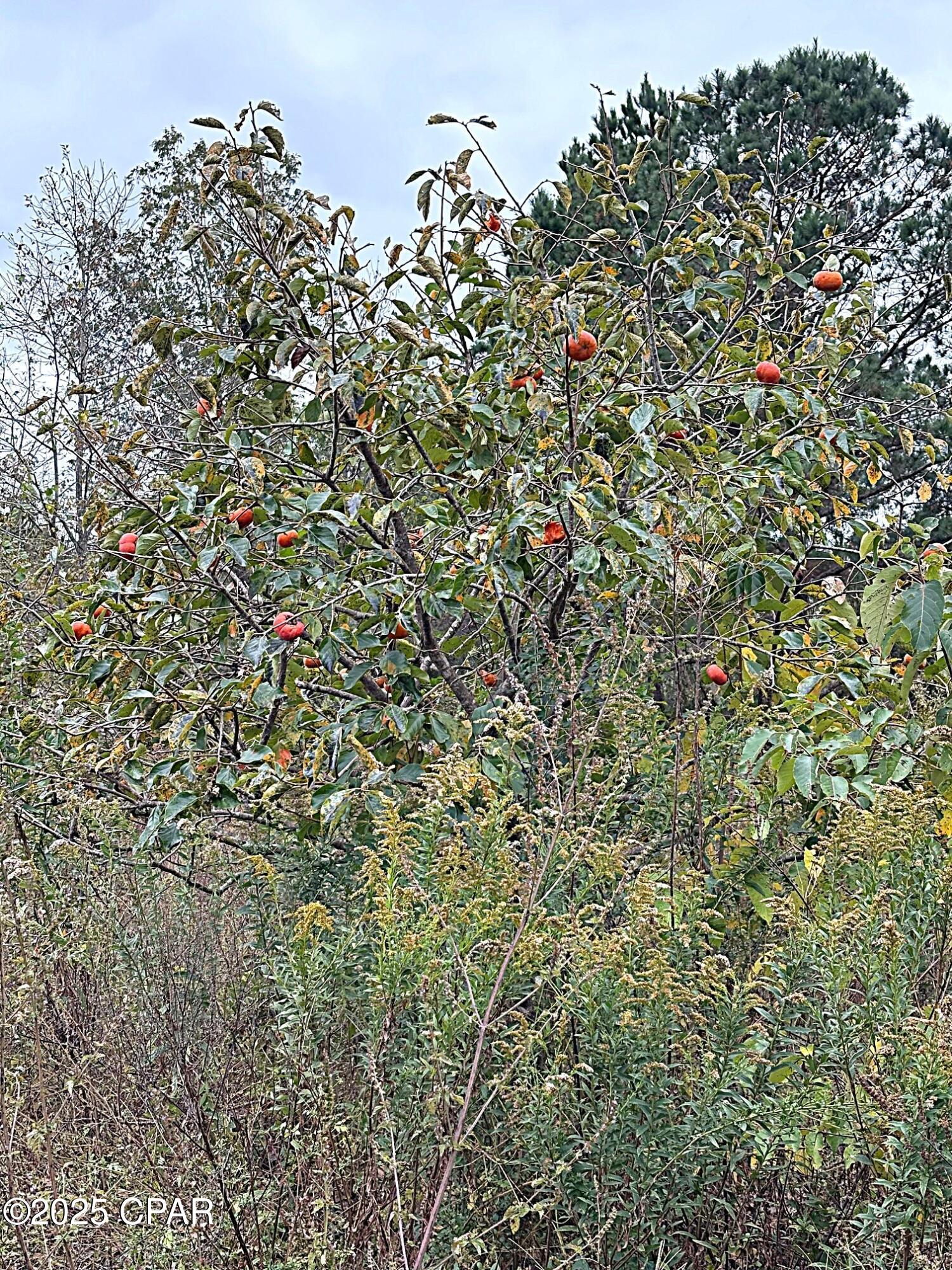 Image 19 For Tbd North Golden Road