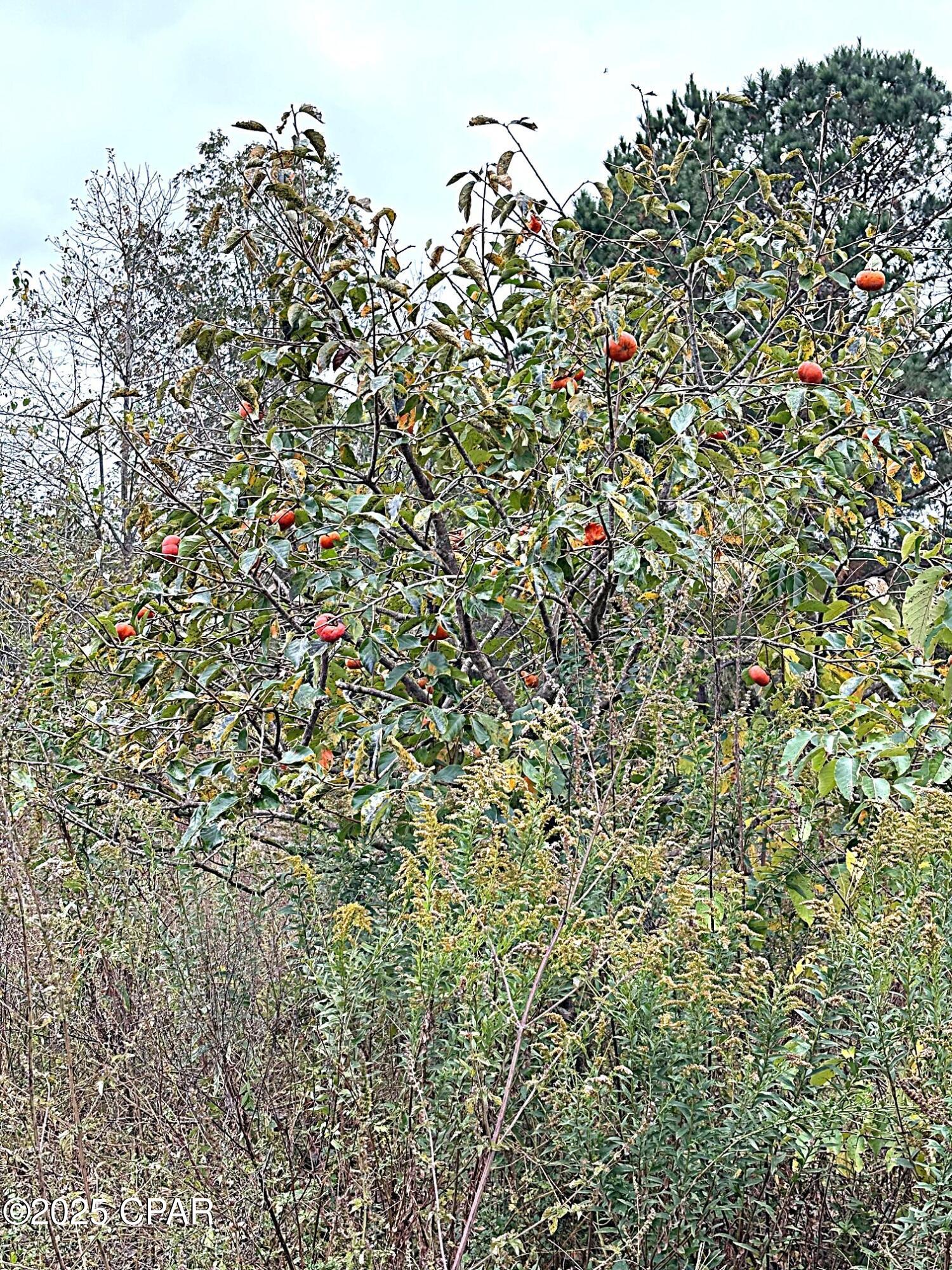 Image 20 For Tbd North Golden Road