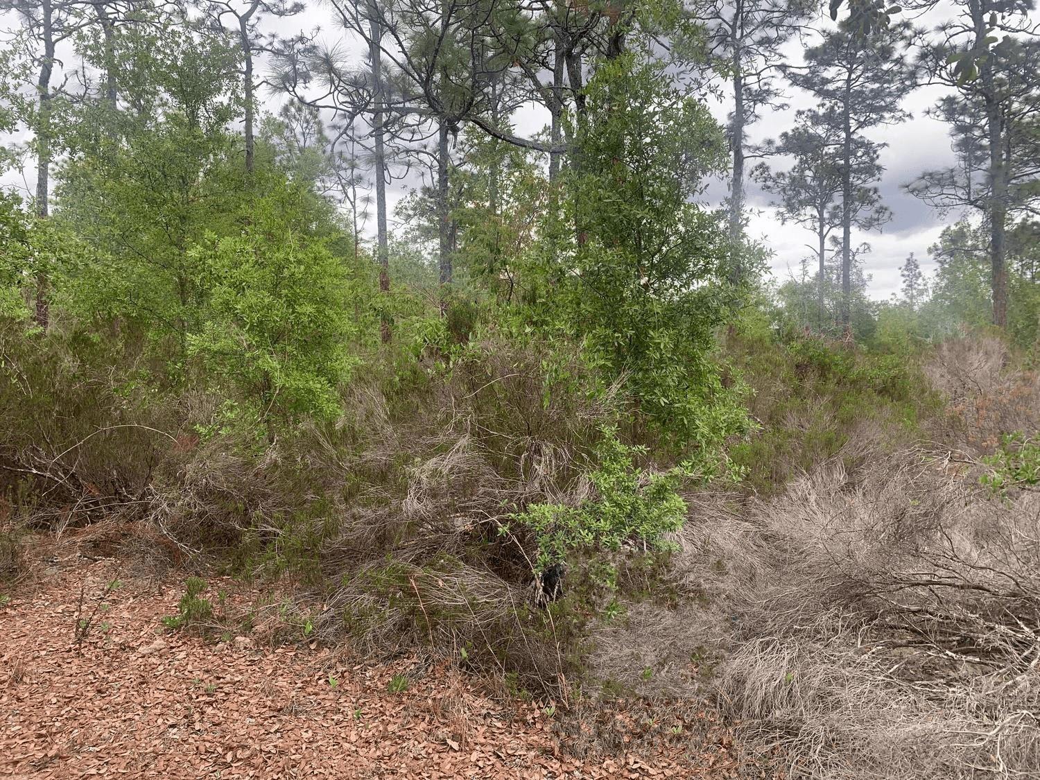 Interlachen Lakes Estates