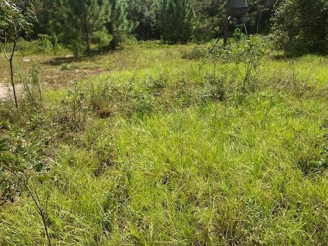 Opp176 Orlando Pines