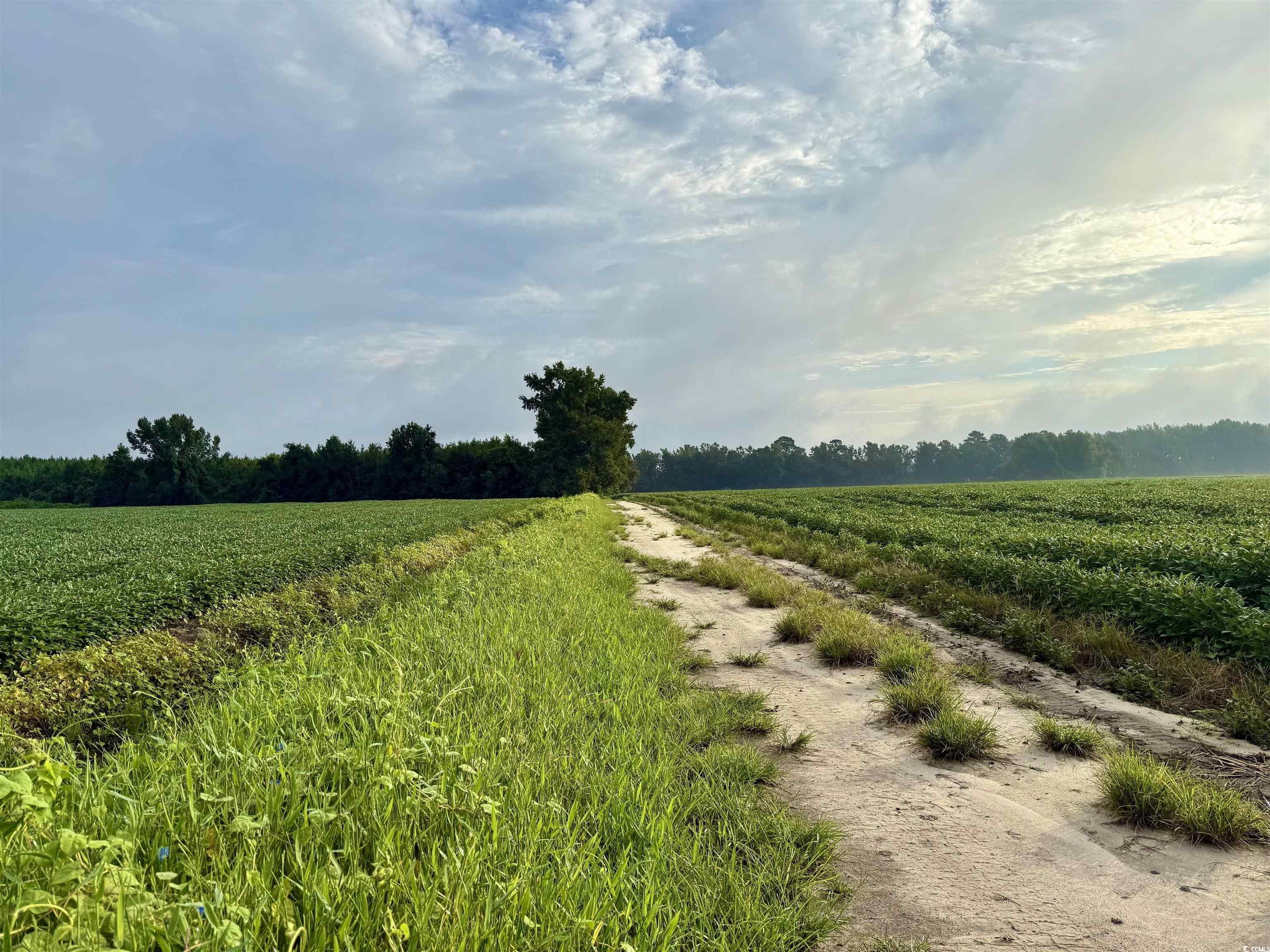 1335 Norwood Rd. Olanta, SC 29114