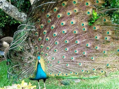 Homes for sale in Miami Beach, FL | 7947 Fisher Island Dr #7947, Miami Beach, FL 33109 | MLS# A11928074