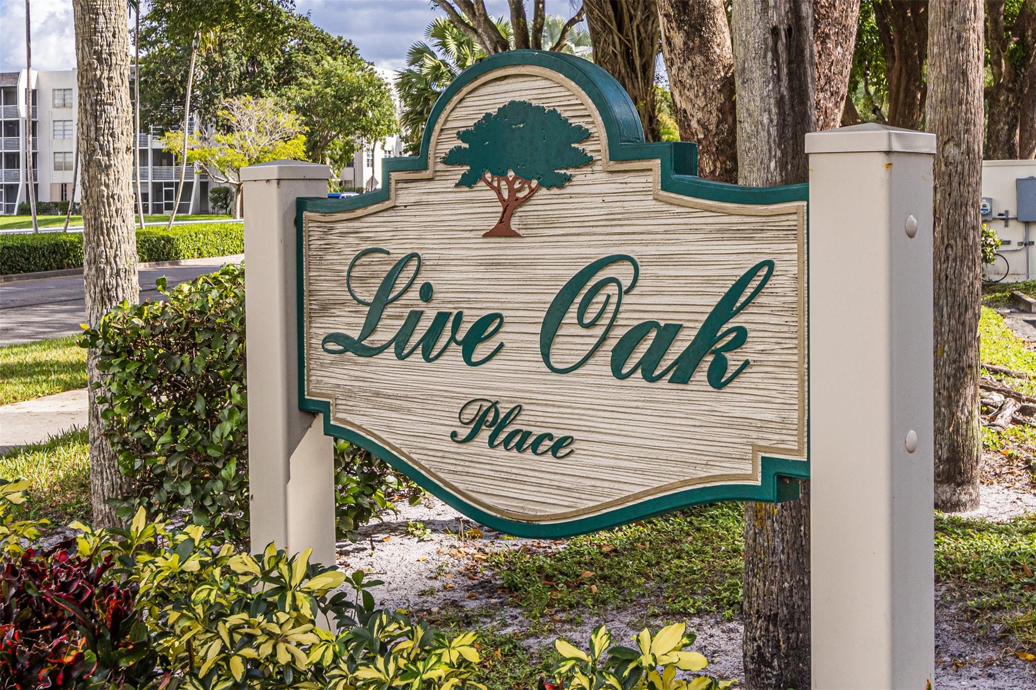 Live Oak