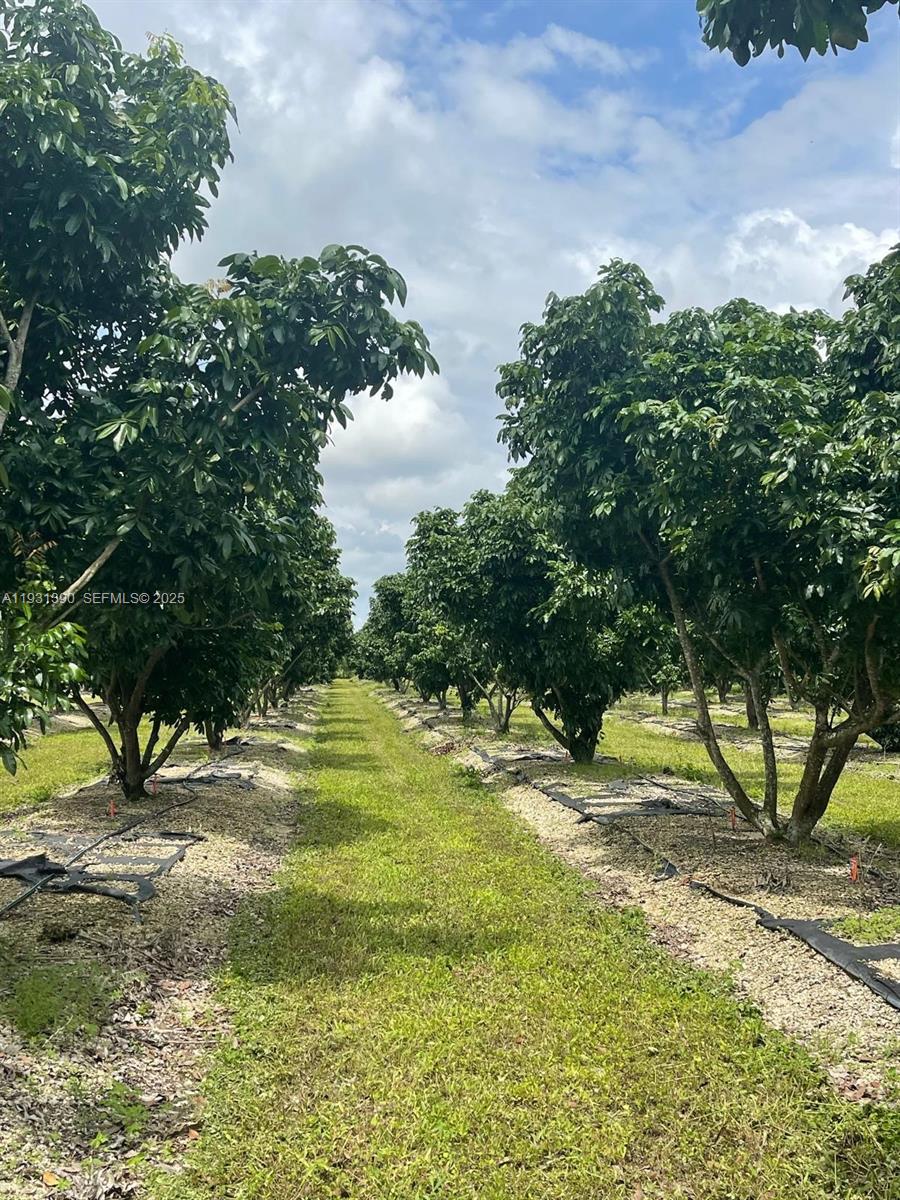 Buildable 5 Acres of Longan and Sugar Apple Grove in Homestead,Florida.With 1 Row of Bamboo trees,1row of producingJune Plum trees and the rest of Green Apple trees,1 Mango tree ,1 Lychee tree and also Papaya, few Jackfruit, few Soursop trees.The property is fully fenced and irrigated with  pump included.Also has a Solid structure to relax, cook and enjoy.Nice space to build your Dream Home and have animals such as Horses, Goat, Sheep. Chicken, Roosters and more.The property is Low tax due to The Agriculture Exemtion. It is close to Robert i Here the emblematic fruit Stand, also close to do any shopping around.This Land is on 217 AVE and 340 St in SW Homestaed.Owner might finance . Call Owner directly   his Phone number is on Broker remarks.
