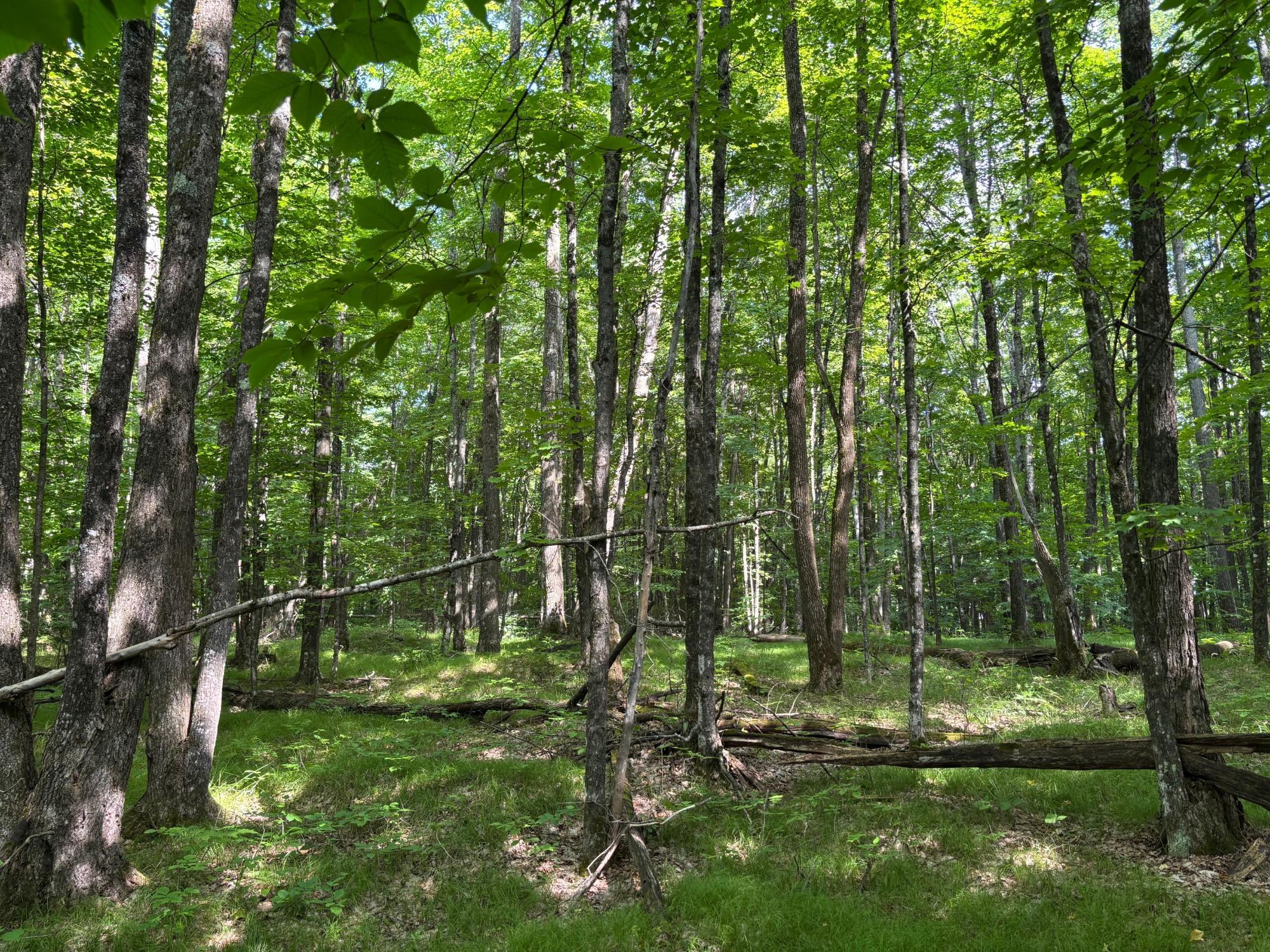 Spectacle Lake Property Lot 33 Nicolet Shores Ln Photo 6