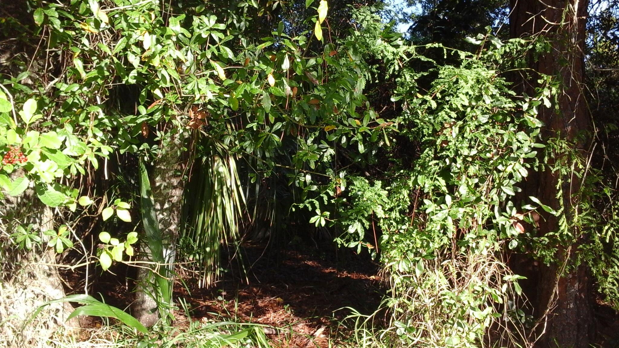 Homes for sale in Sebastian, FL | 737 Benedictine Terrace, Sebastian, FL 32958 | MLS# R11149012