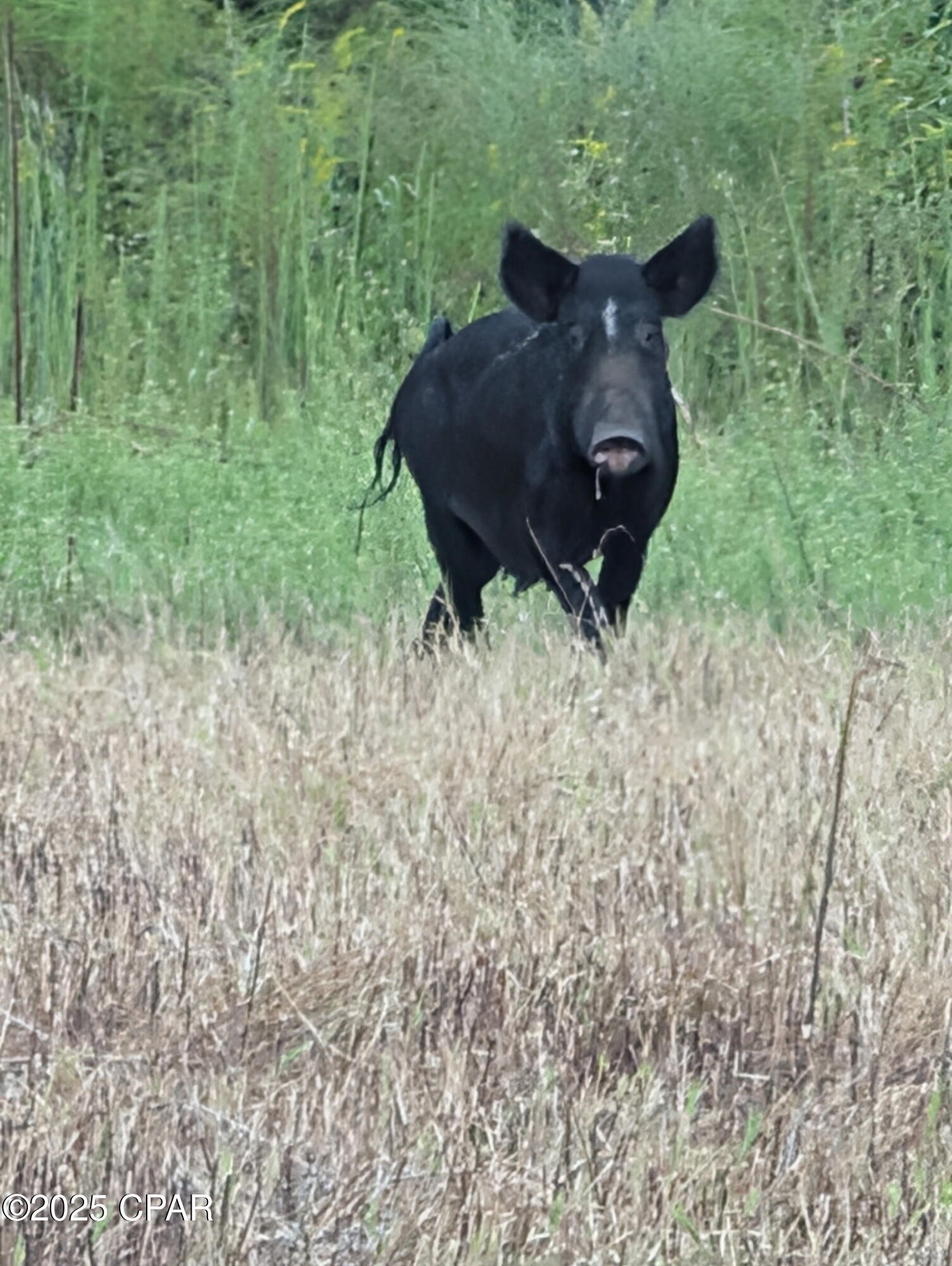 Image 66 For 00 Crovetti Way