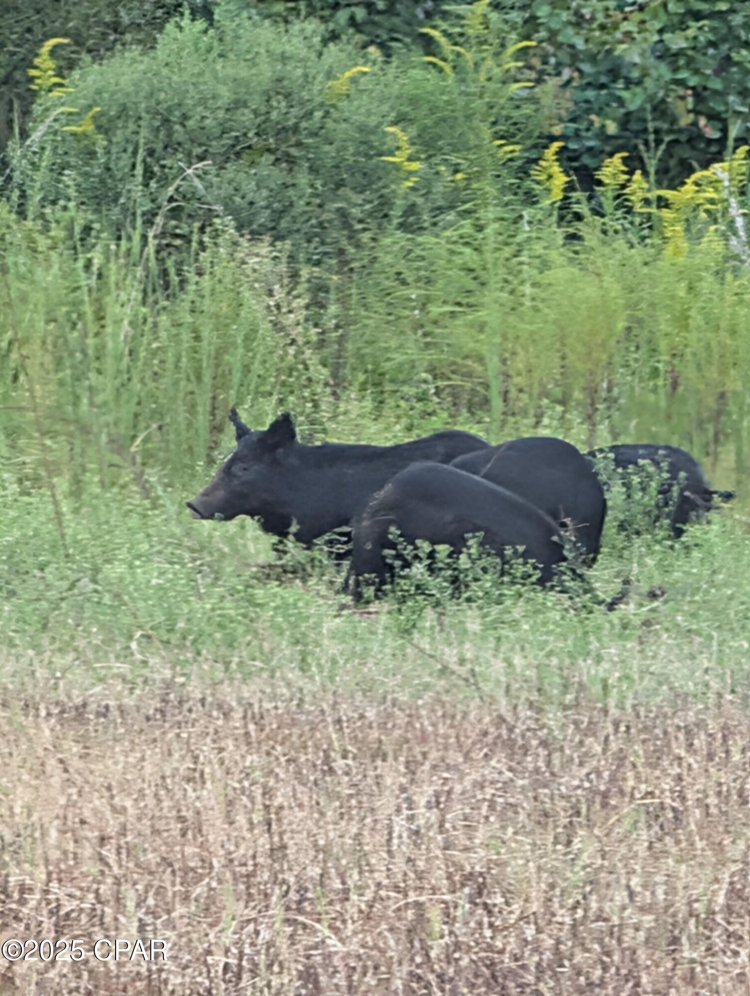 Image 67 For 00 Crovetti Way