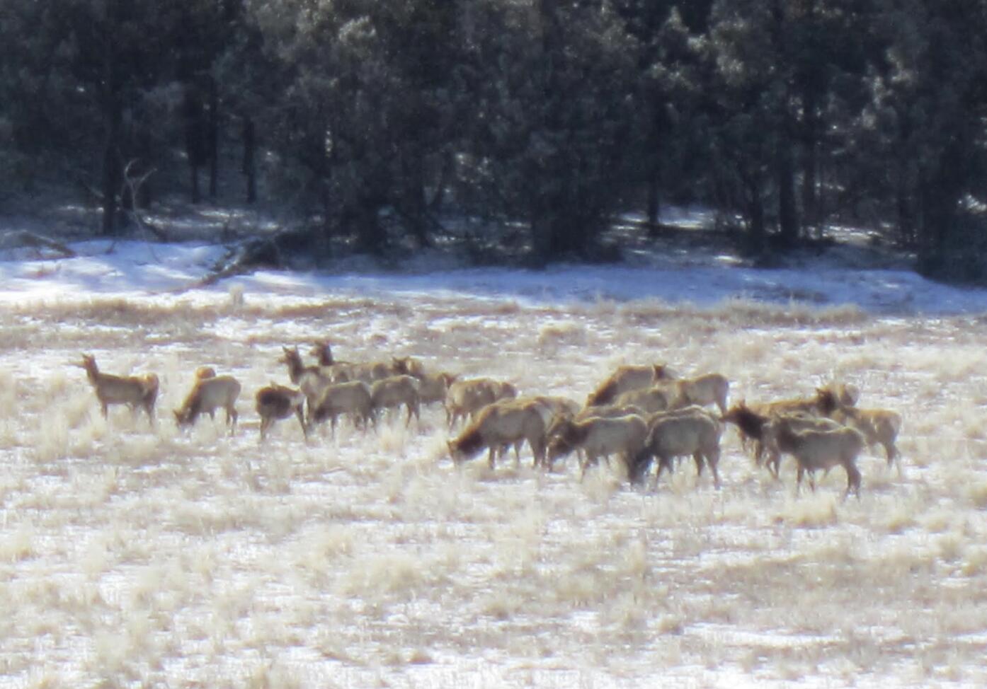 Homes for sale in Regina, NM | 36 Albers Valley Rd, Regina, NM 87046 | MLS# 1096443