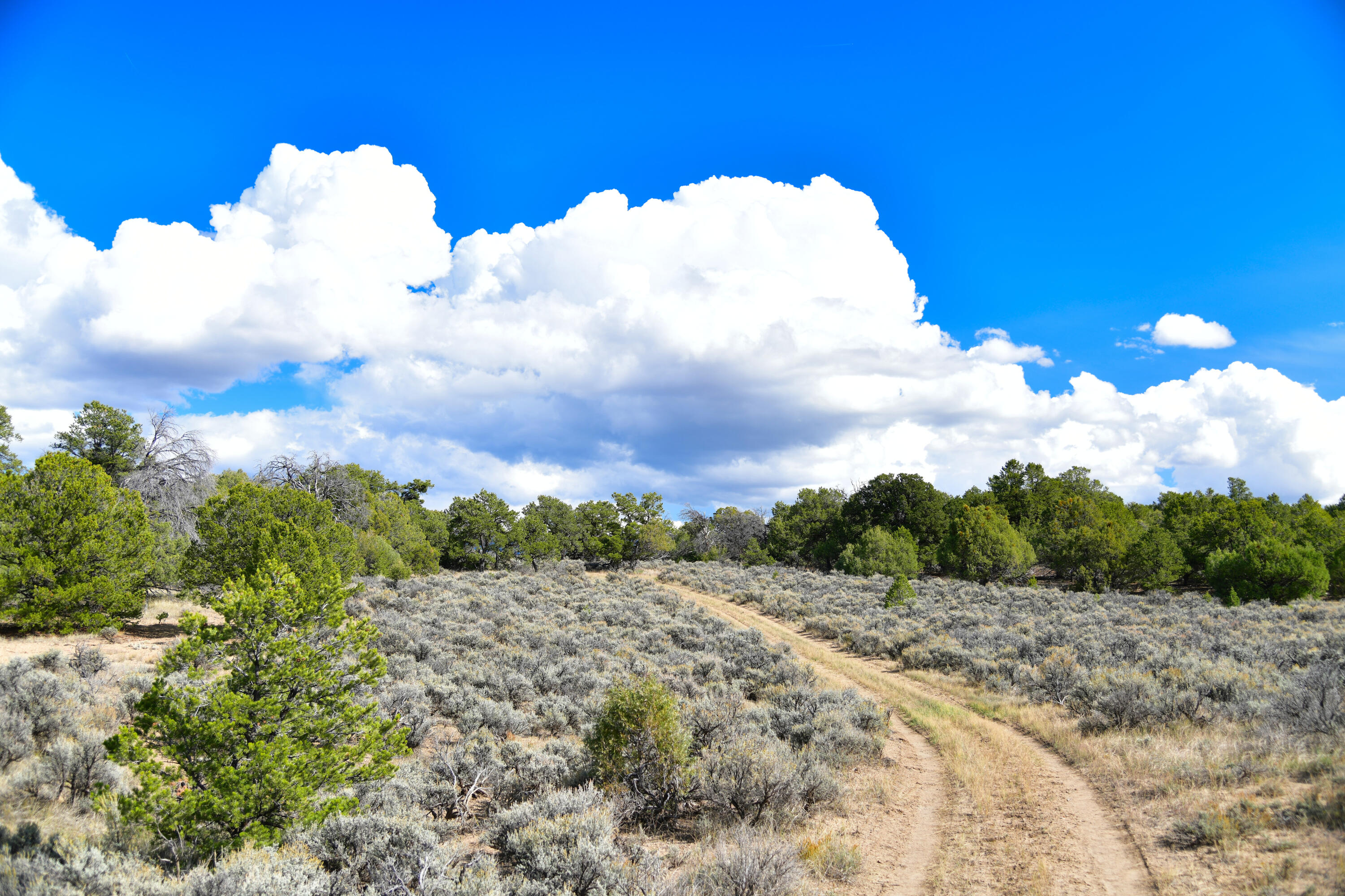 Homes for sale in Tierra Amarilla, NM | S And W Ranch, Tierra Amarilla, NM 87575 | MLS# 1096470