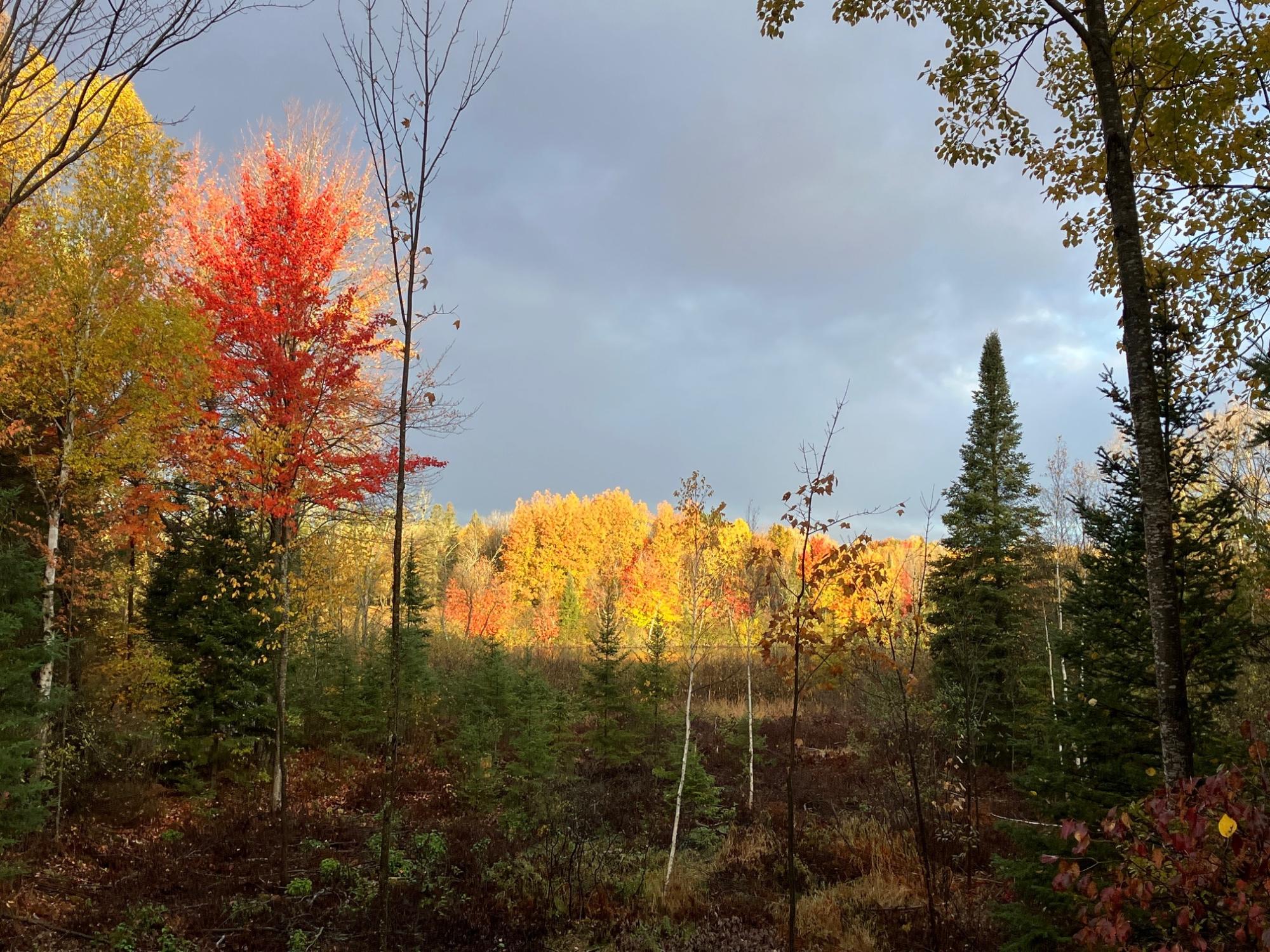 Undocumented Lake Property 2899 Hwy 17 Photo 76