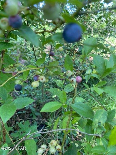 Image 61 For 4854 Highway 231